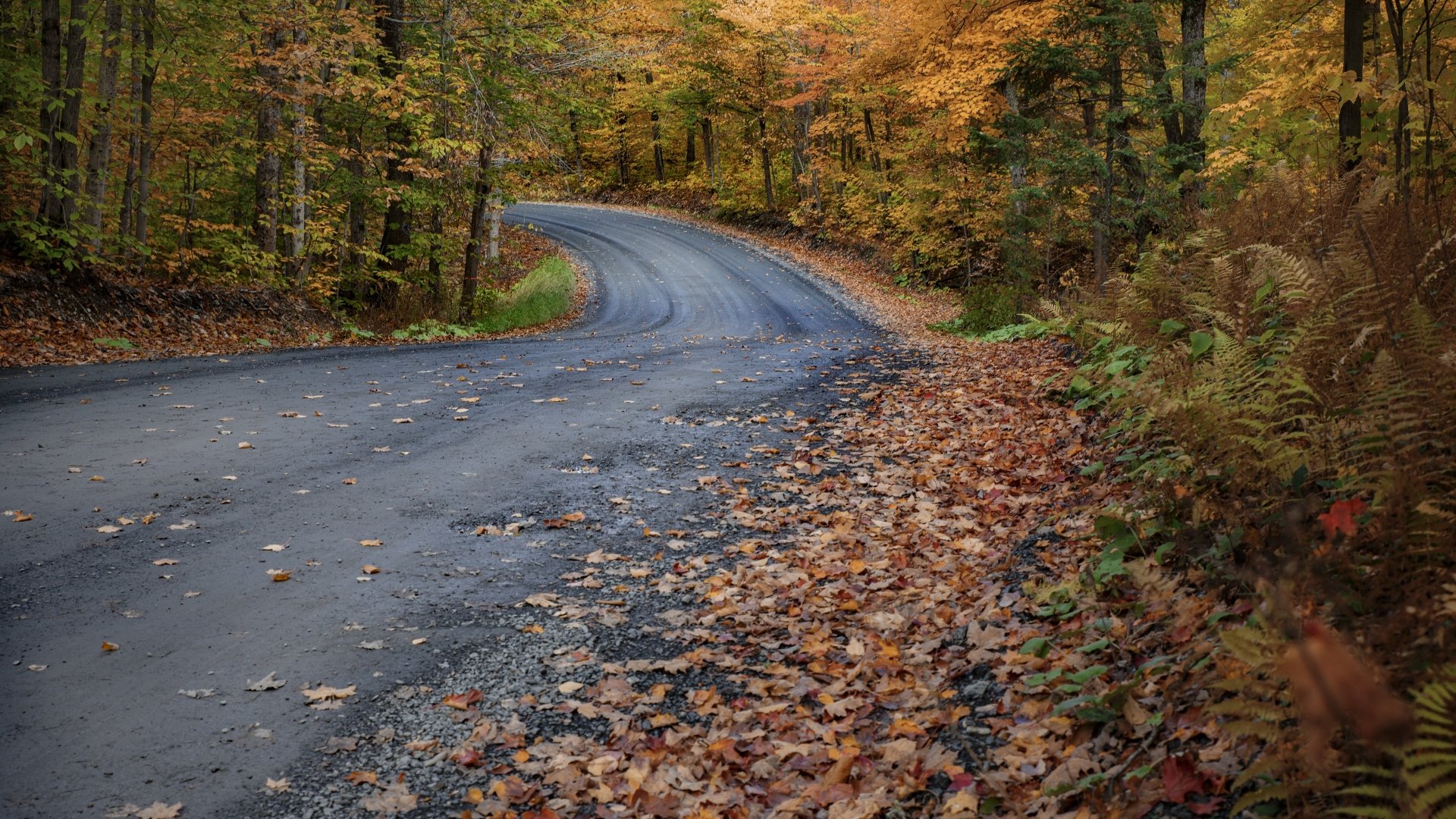Download Forest Fall Man Made Road 4k Ultra HD Wallpaper | 3840x2160 ...