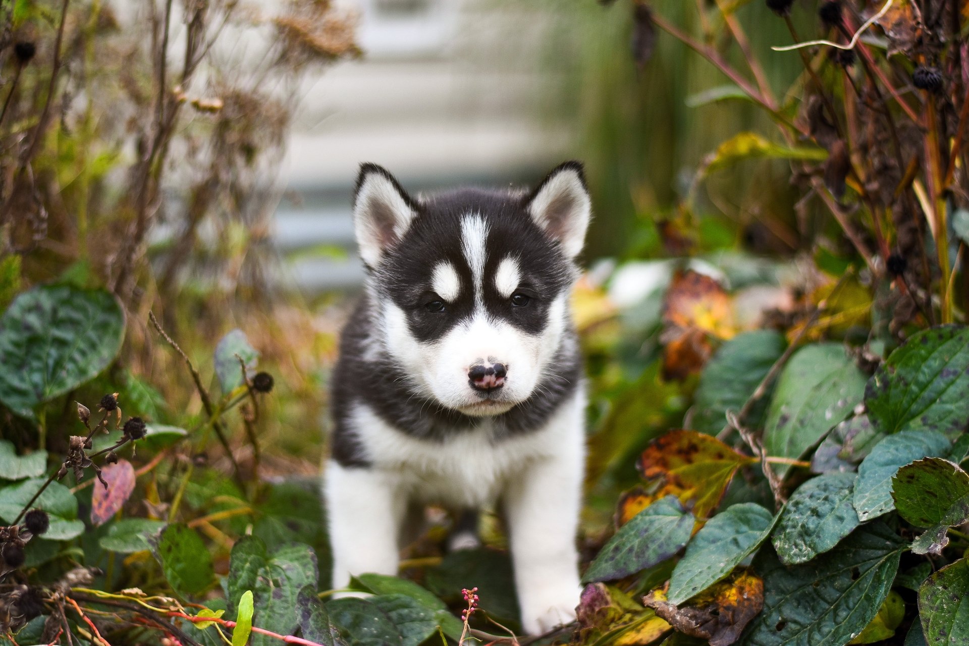 Download Siberian Husky Puppy Baby Animal Dog Animal Husky 4k Ultra HD ...