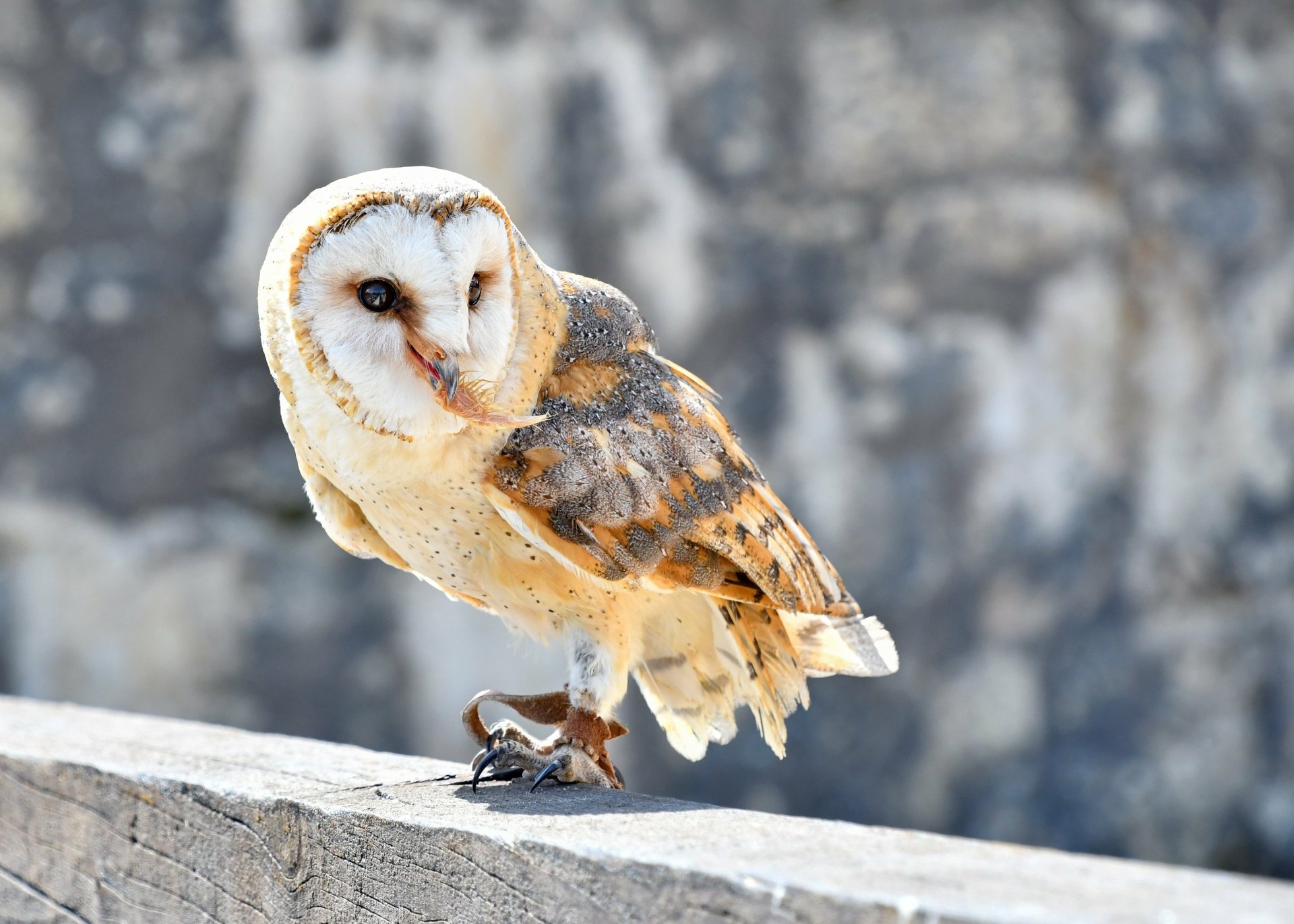 Download Bird Animal Barn Owl 4k Ultra HD Wallpaper