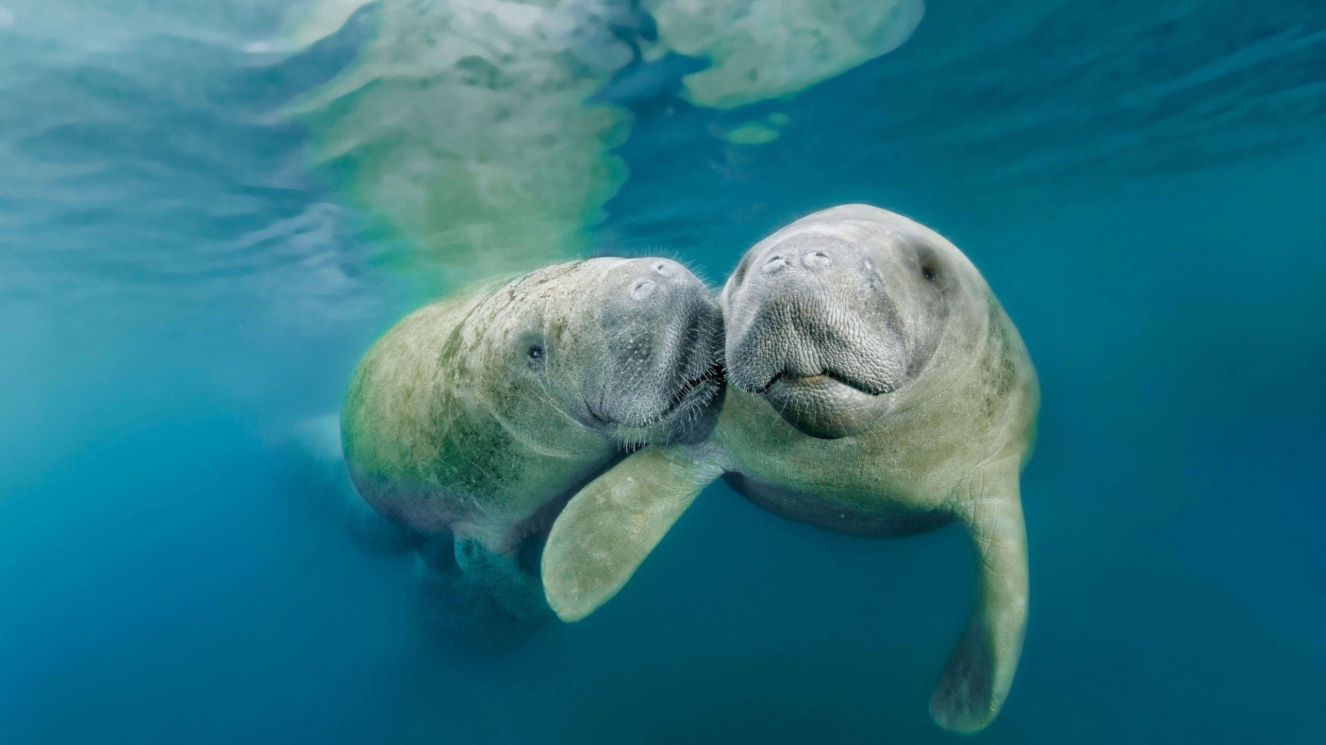 Manatee HD Wallpaper | Background Image | 2000x1125