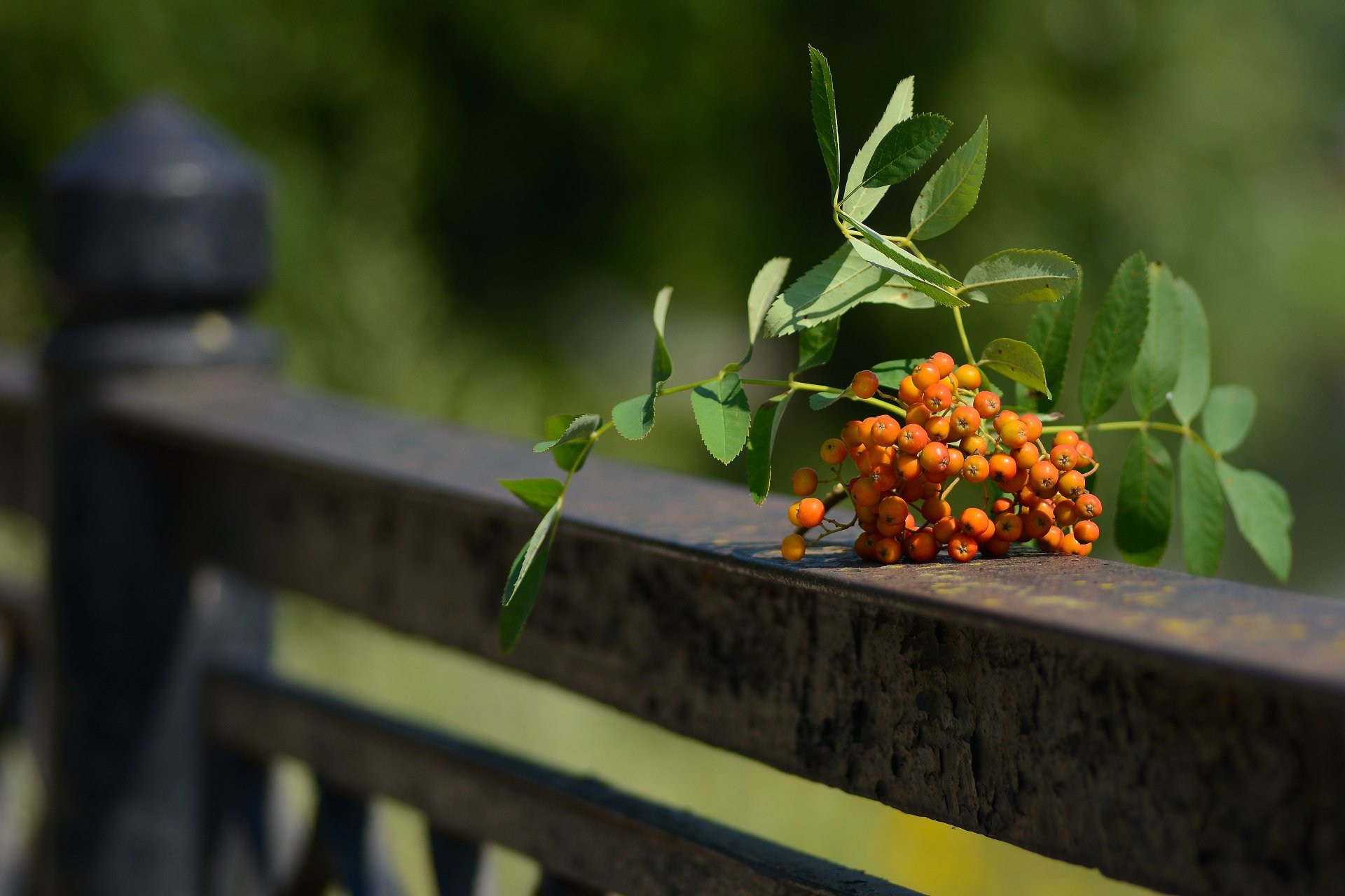 Download Fence Berry Nature Rowan 4k Ultra HD Wallpaper