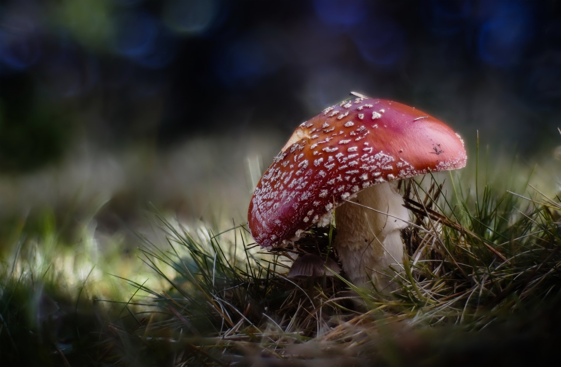 Download Nature Macro Fly Agaric Mushroom HD Wallpaper