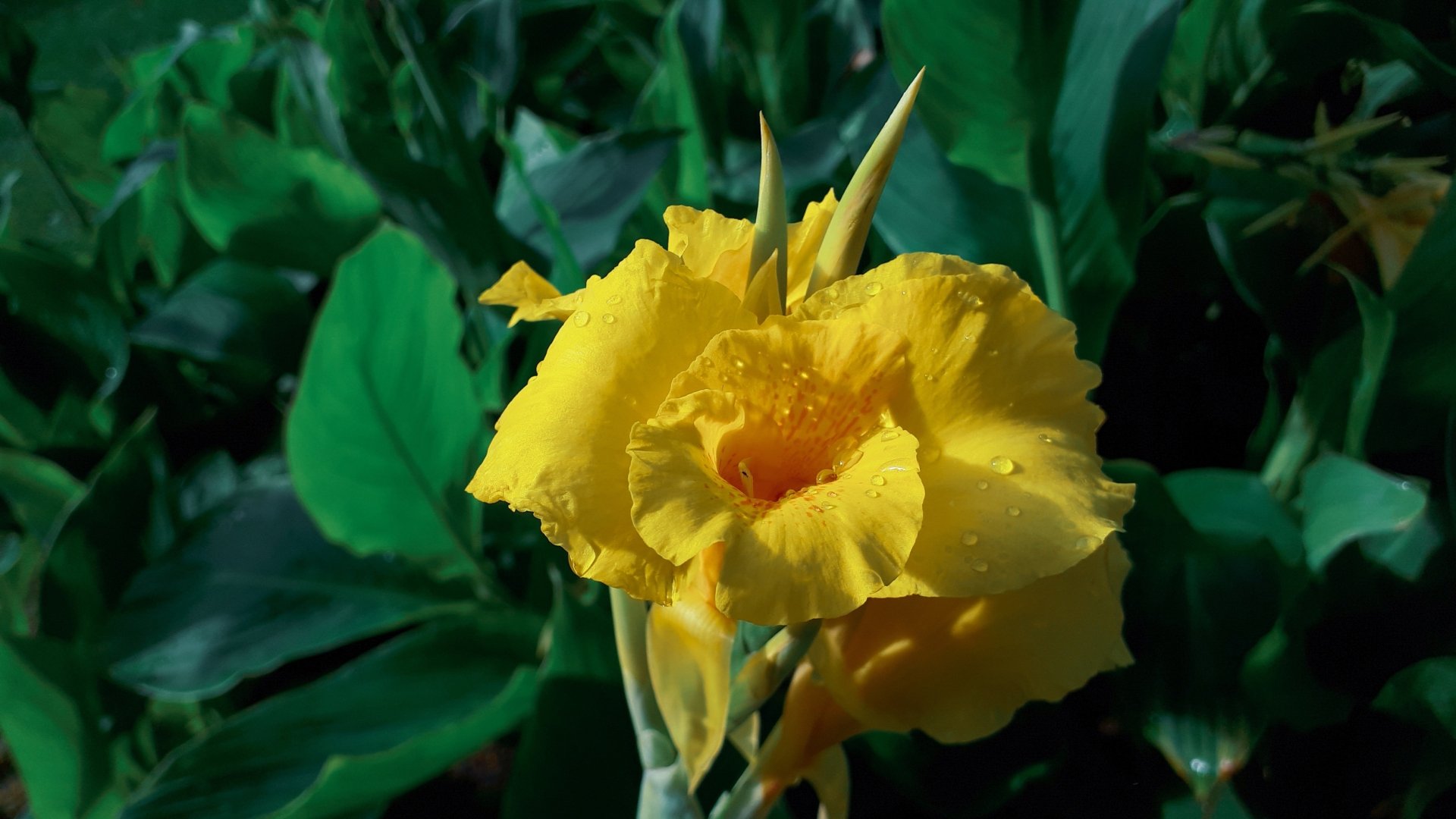 Download Gladiolius Yellow Flower Nature Gladiolus HD Wallpaper