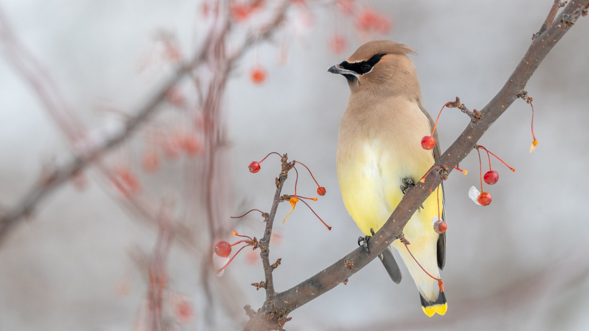 Waxwing bird (Animal) perched on a berry-laden branch in soft winter light — 4K Ultra HD PC desktop wallpaper background.