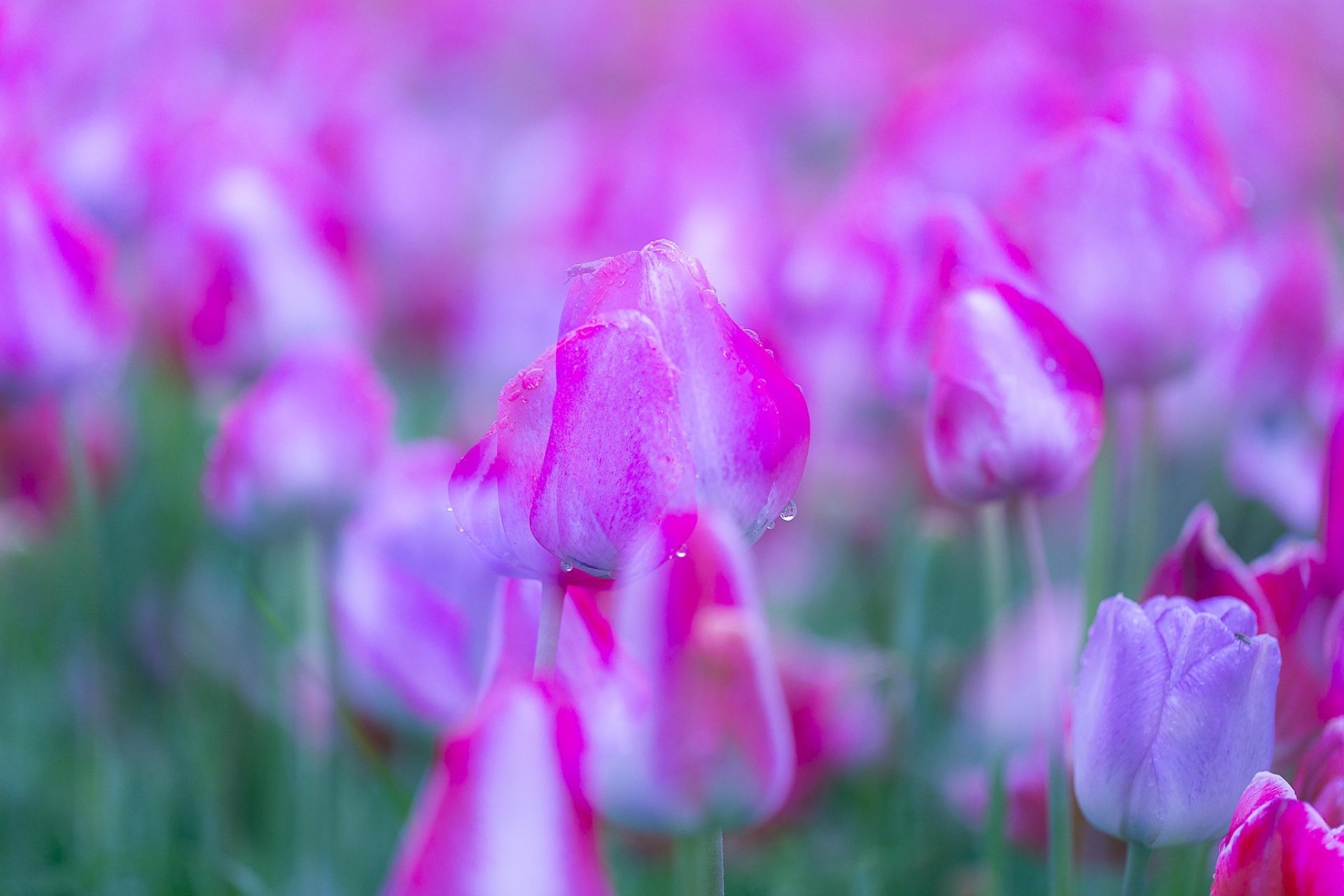 Download Purple Flower Spring Nature Tulip HD Wallpaper