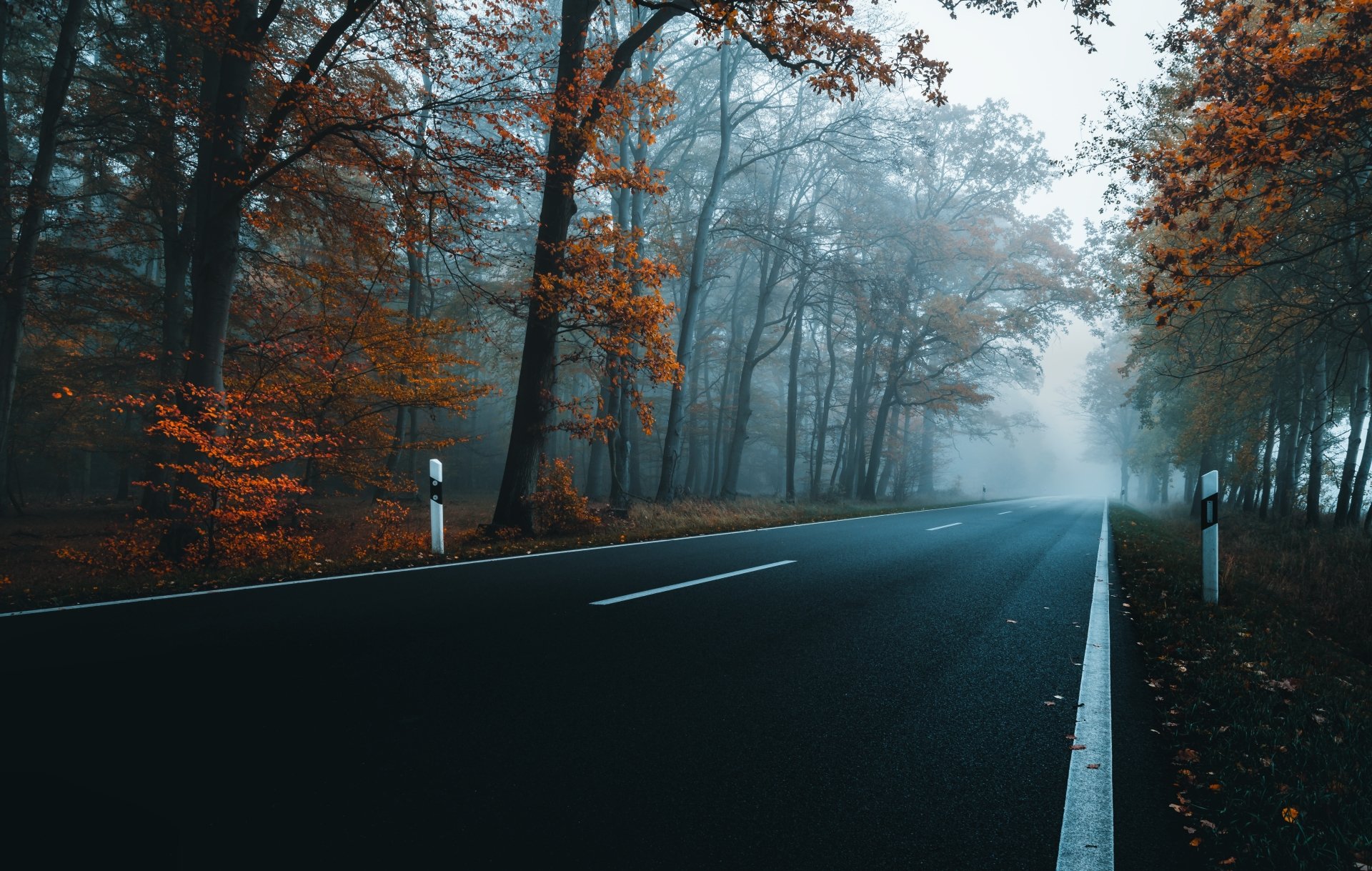 Download Tree Fall Man Made Road 4k Ultra HD Wallpaper | 6000x3809 ...