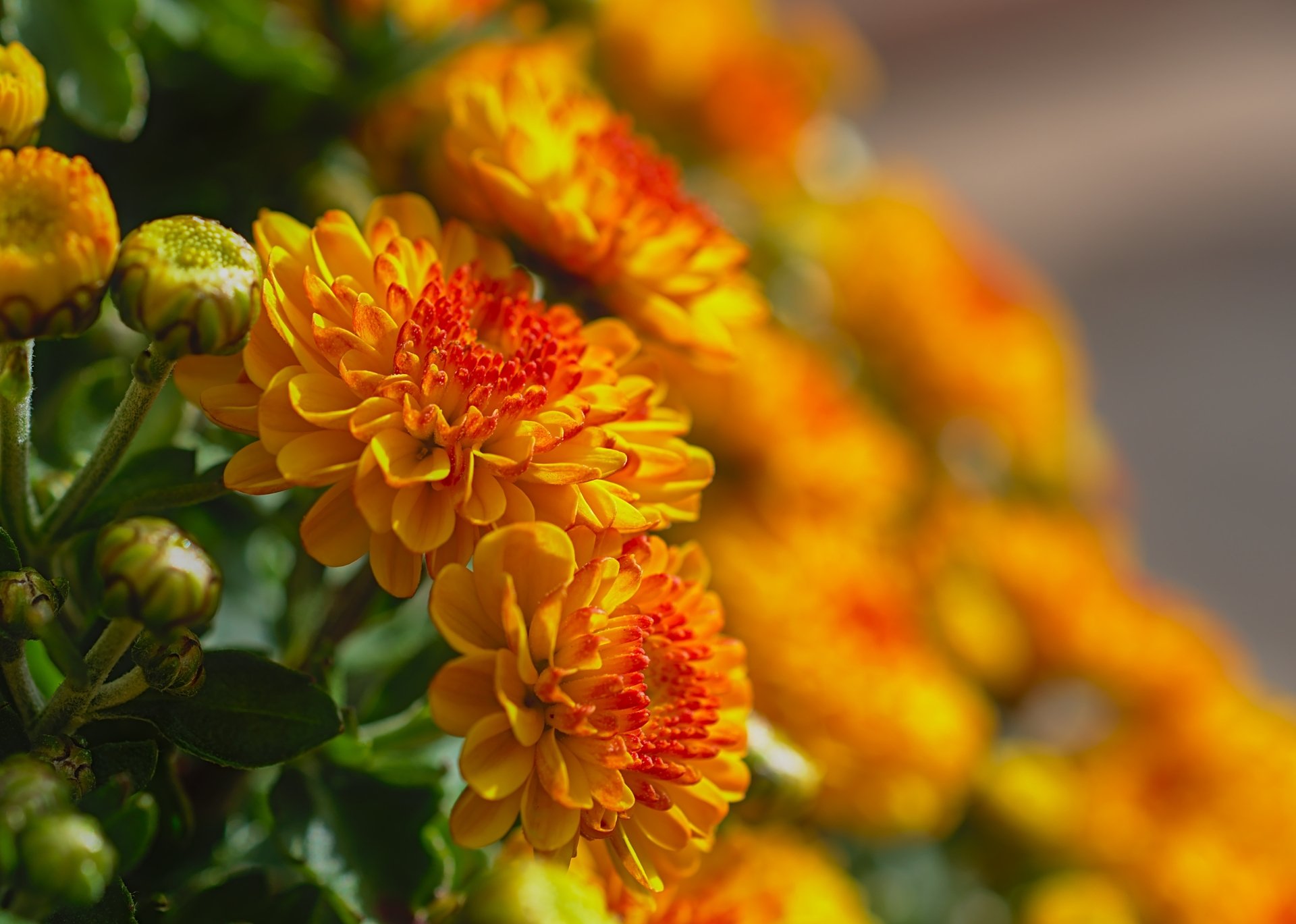 Download Blur Bud Close-up Nature Chrysanthemum 4k Ultra HD Wallpaper