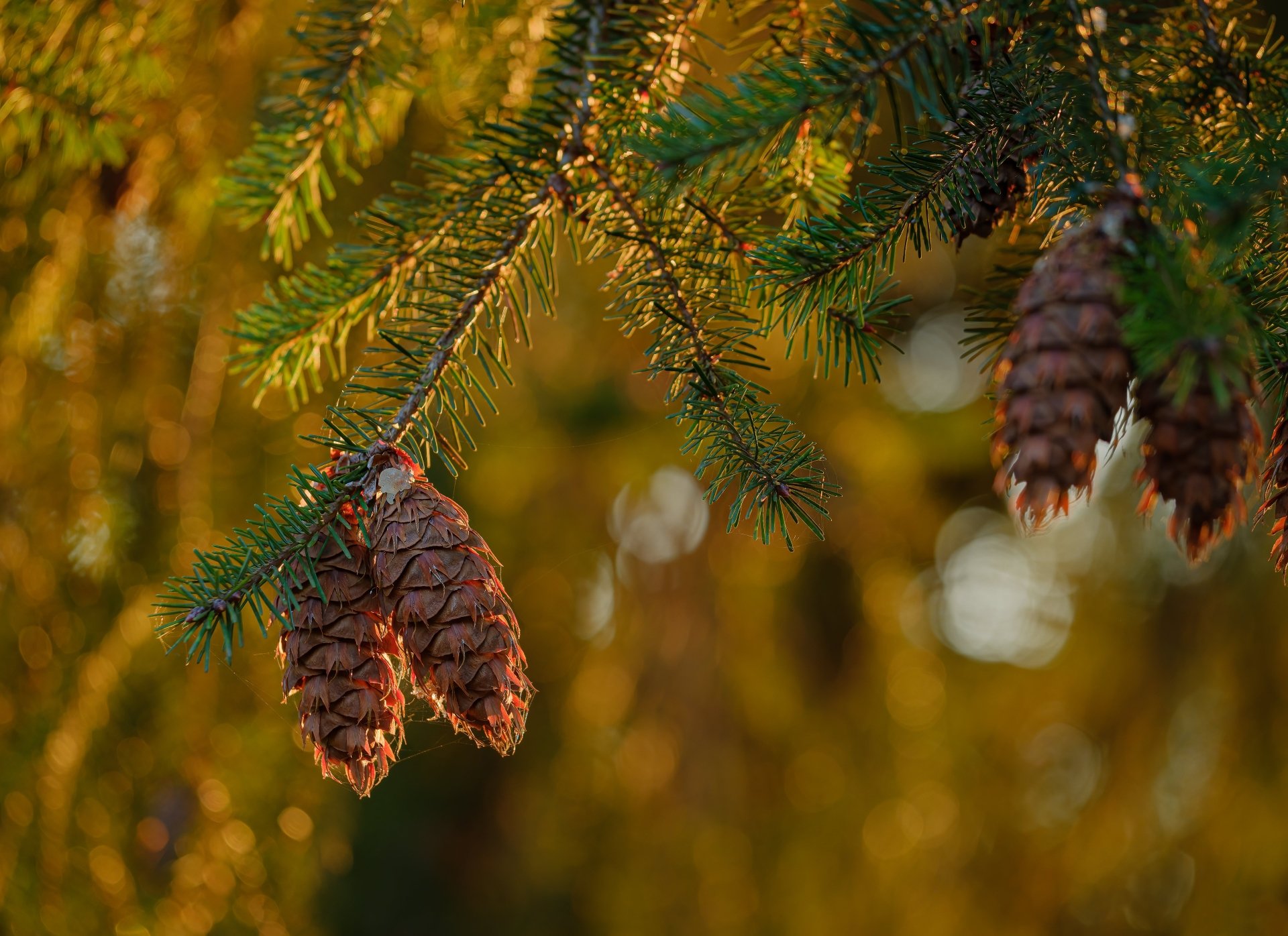 Download Bokeh Spruce Cone Macro Nature Branch 4k Ultra HD Wallpaper