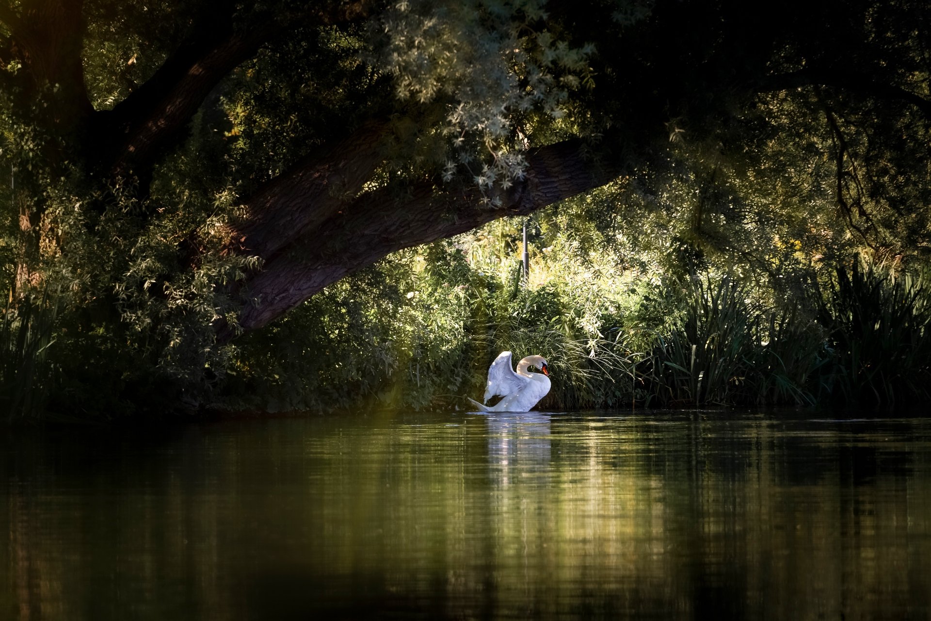 5K Ultra HD desktop wallpaper: a mute swan gliding in a shaded woodland pond, reflected in still water, framed by arching branches and dappled sunlight.