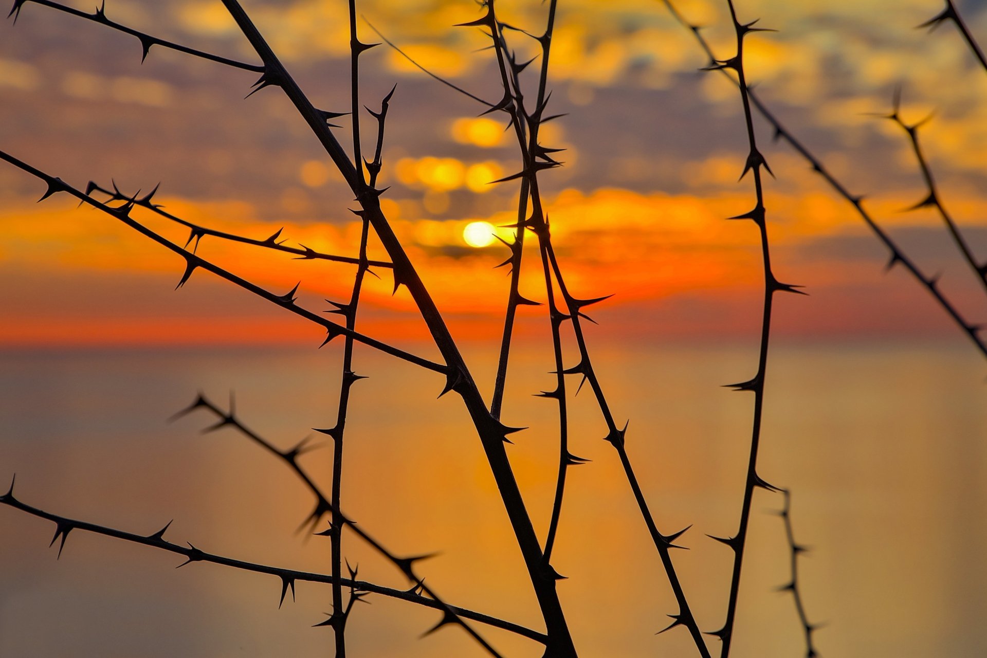 Download Branch Spikes Silhouette Sunset Thorns HD Wallpaper
