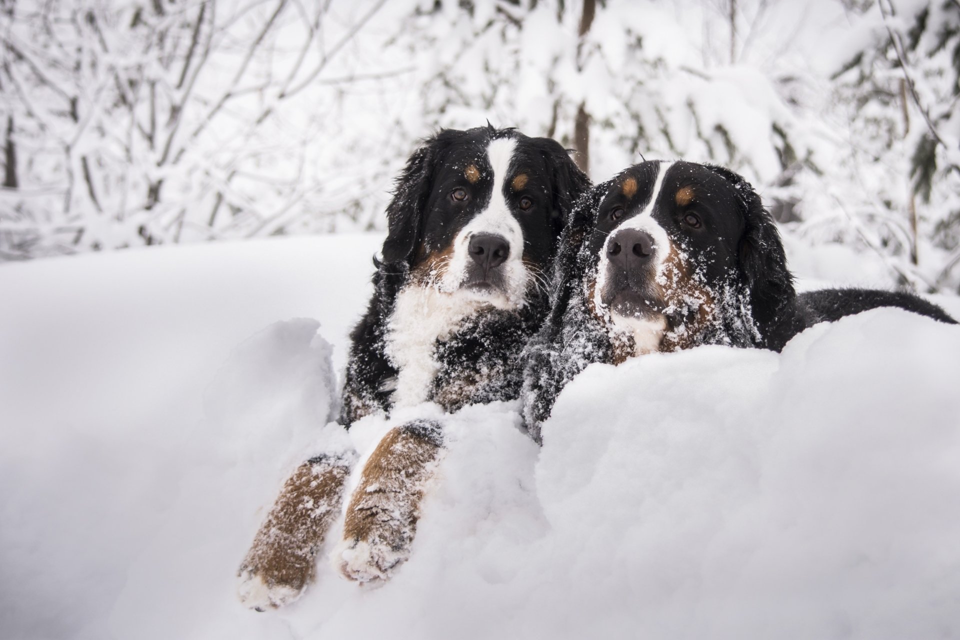Bernese Mountain Duo In Snow Ultra HD Winter Wallpaper 4979x3319 
