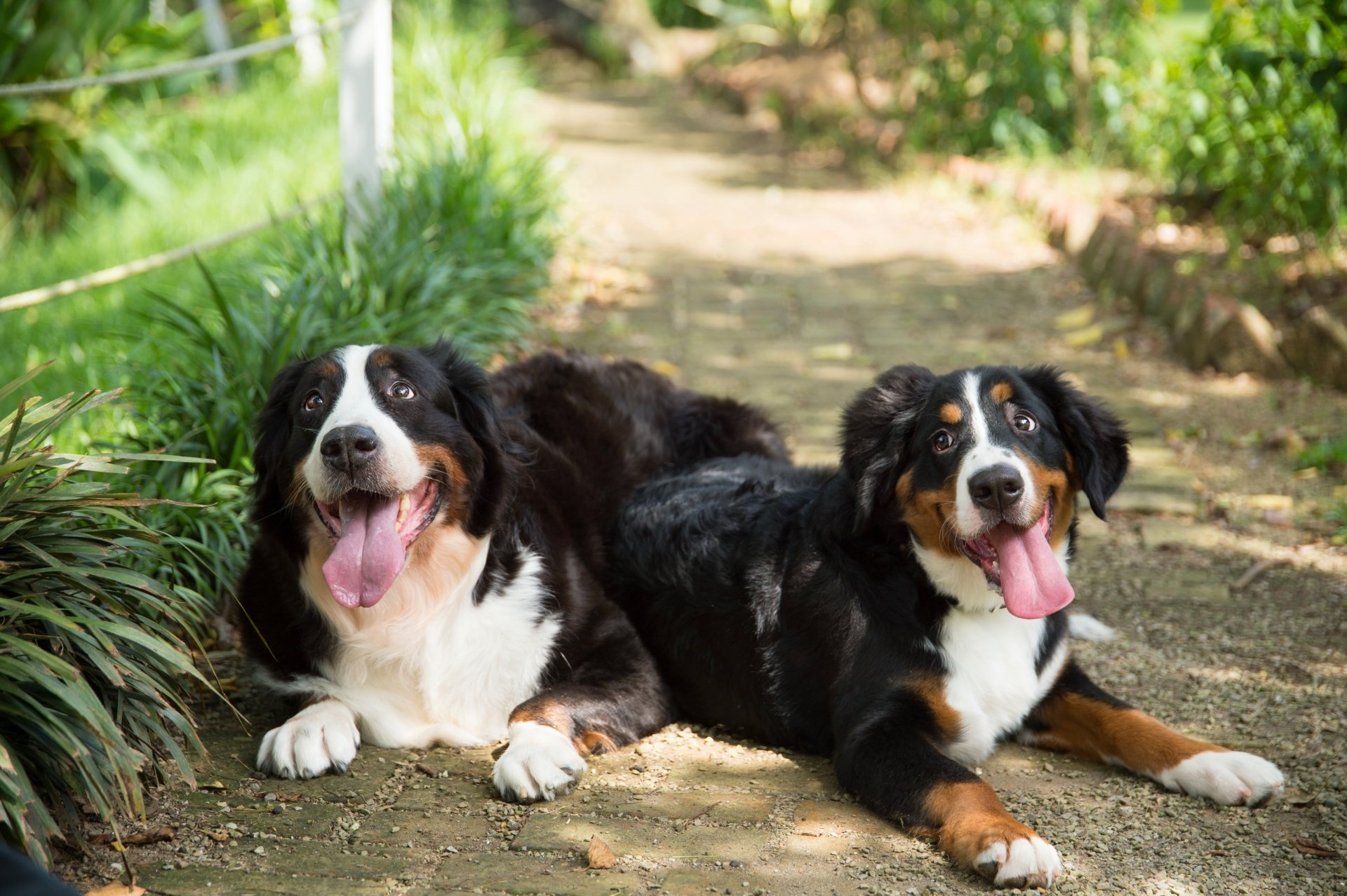 Download Animal Bernese Mountain Dog 4k Ultra HD Wallpaper