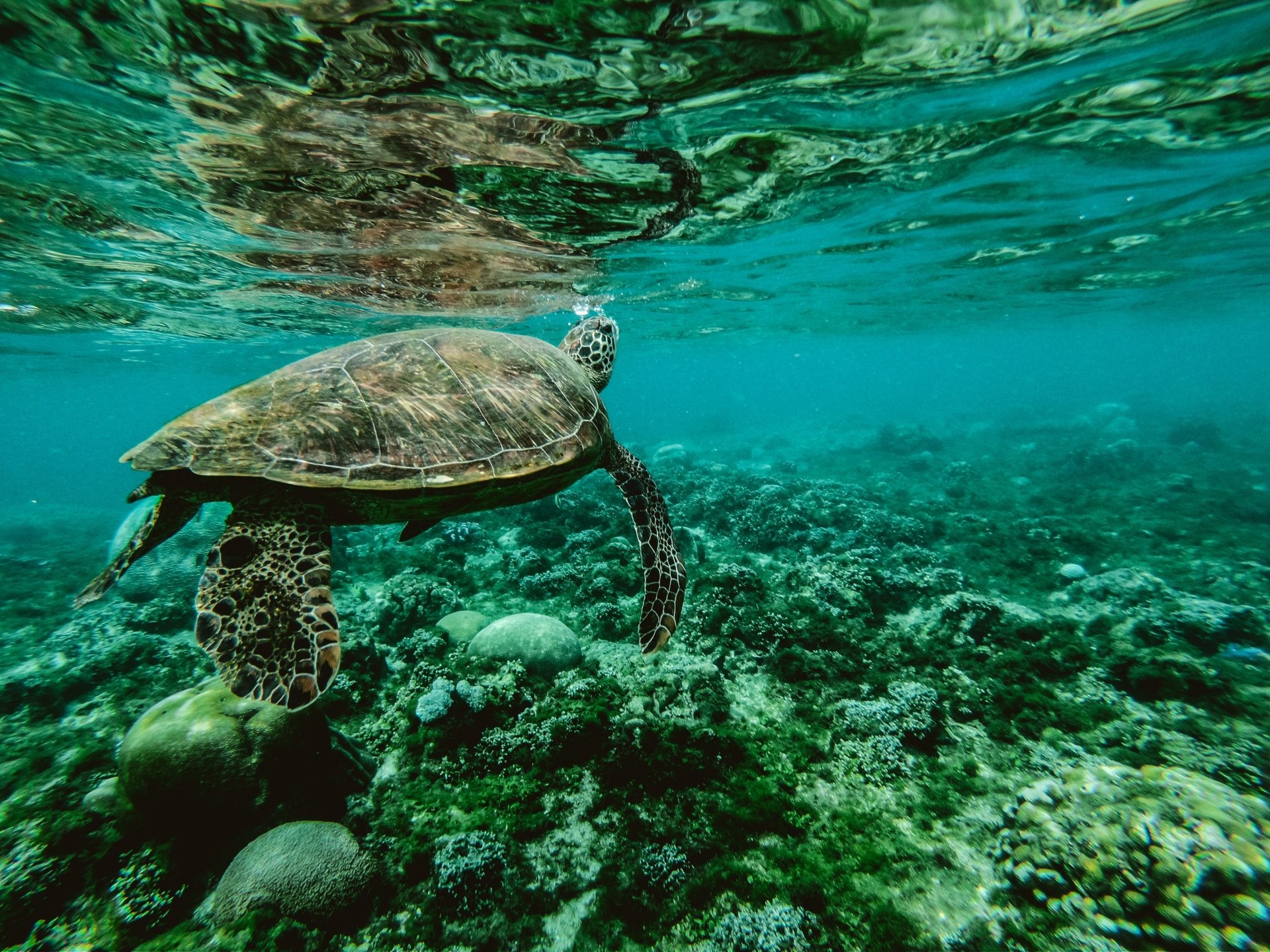 Schildkröte 4k Ultra HD Wallpaper Hintergrund 4000x3000 ID