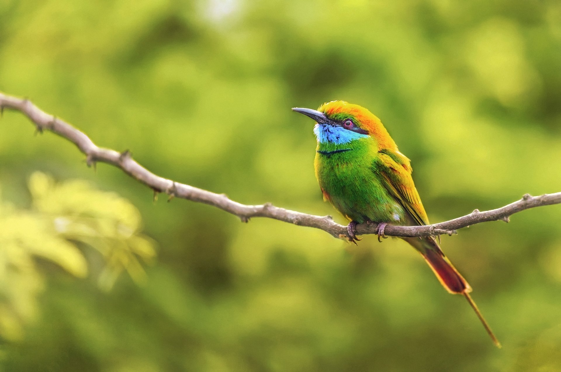 Download Green Bee-eater Bird Animal Bee-eater HD Wallpaper