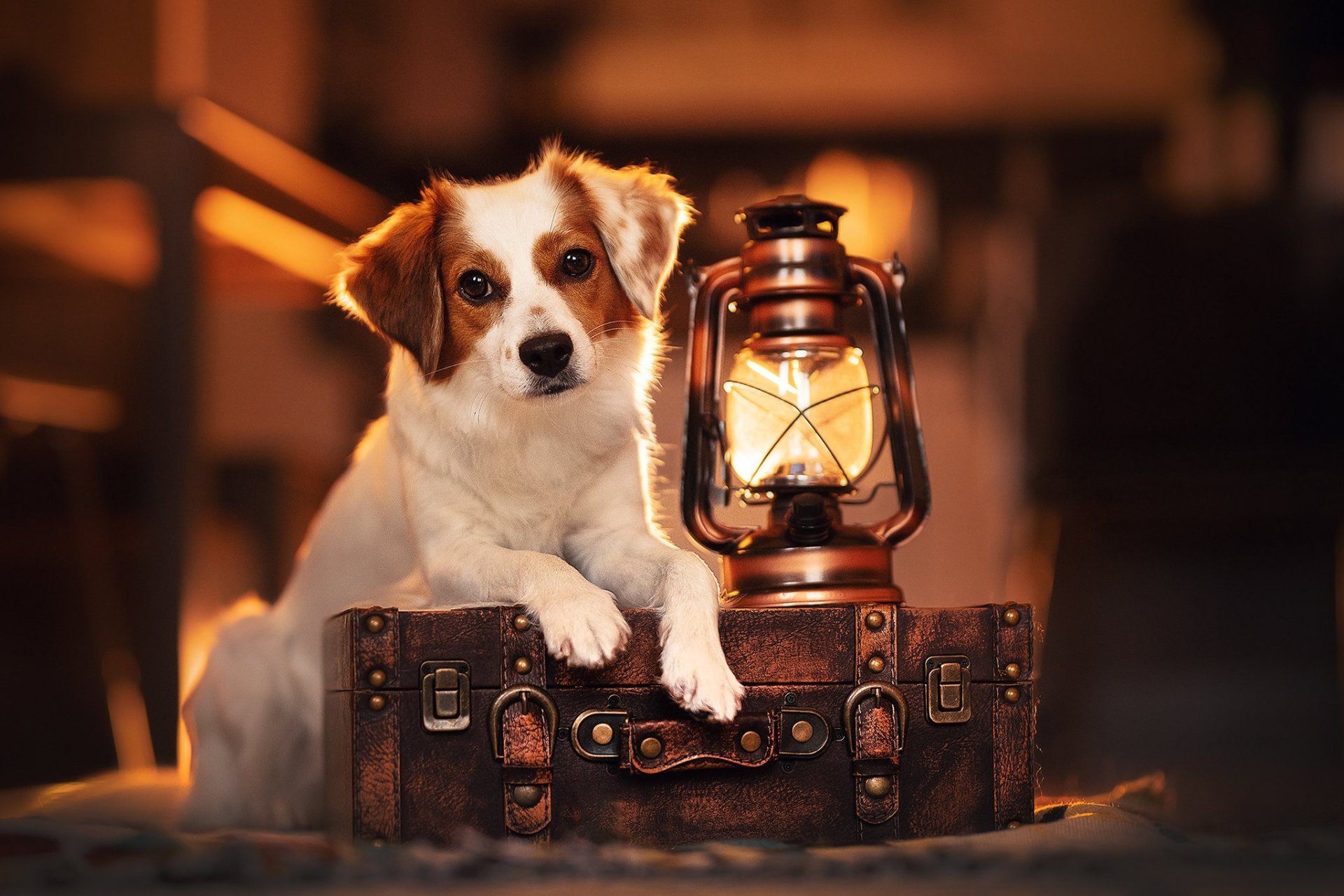 A HD desktop wallpaper featuring a dog resting its paw on a vintage suitcase, with an old-fashioned lantern beside it in a warmly lit scene.