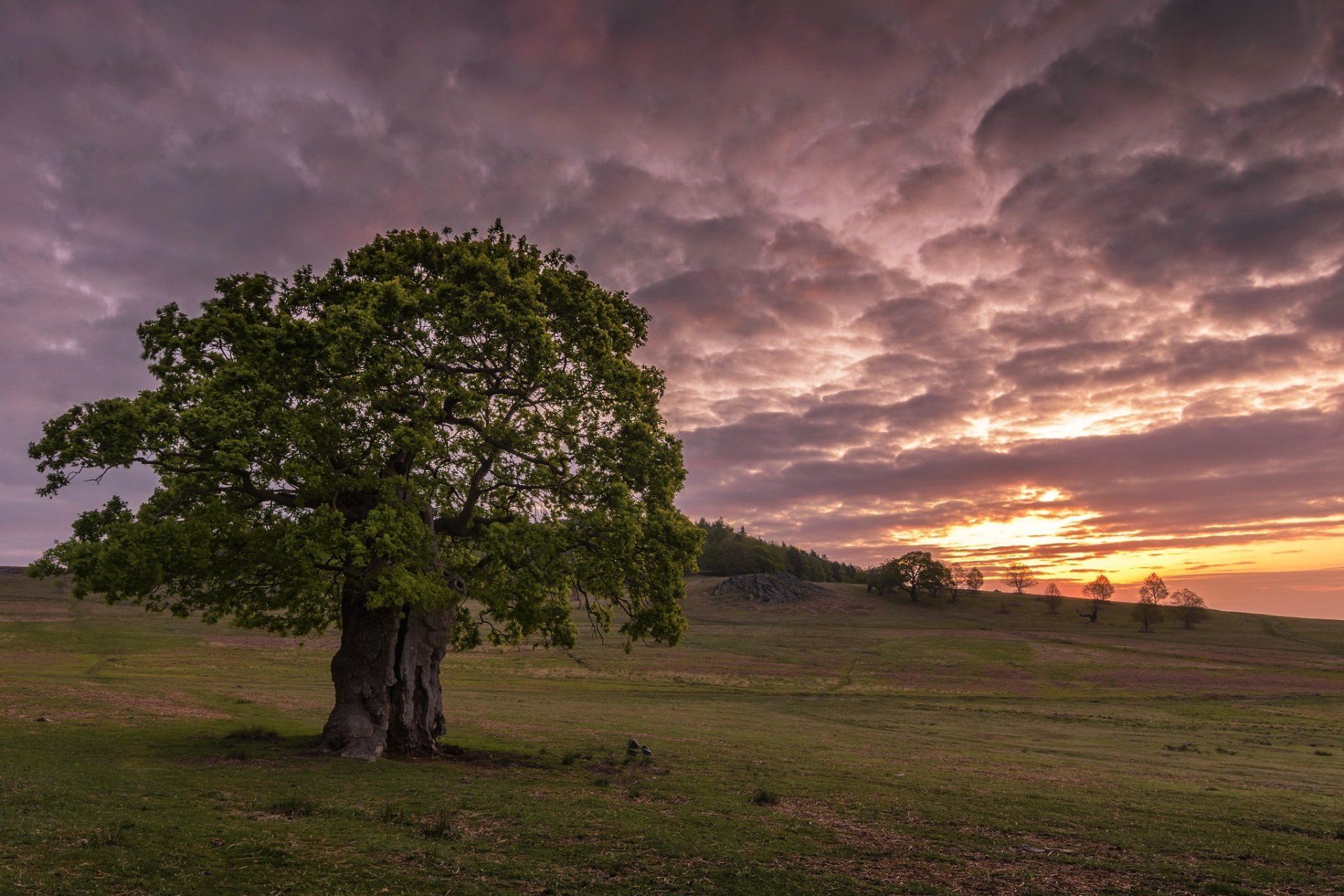 Majestic Sunset Over Serene Field and Lone Tree - HD Nature Wallpaper ...