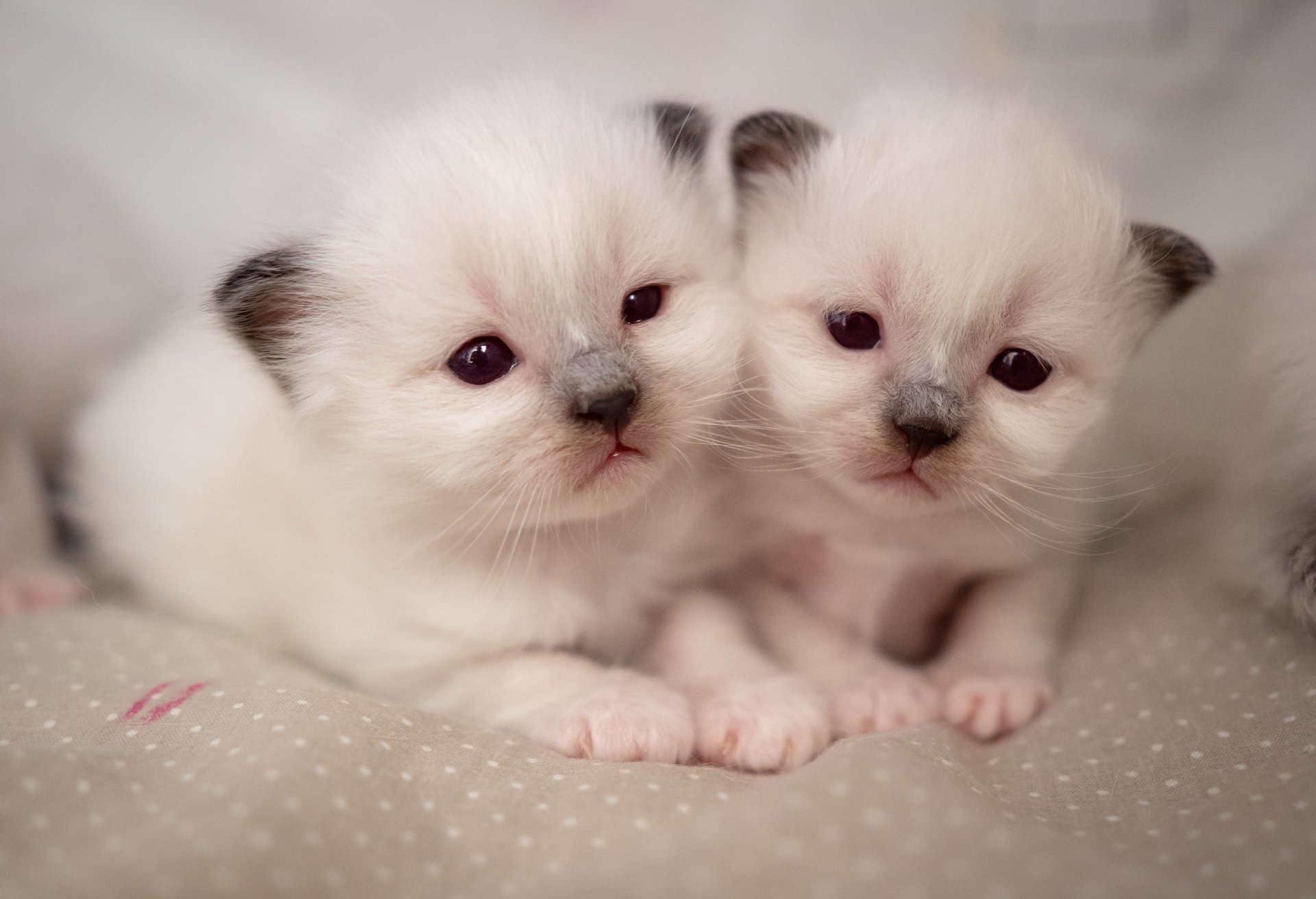 Two adorable ragdoll kittens with soft white fur and dark ears cuddle together, captured in a HD PC desktop wallpaper of cute baby animals and cats.
