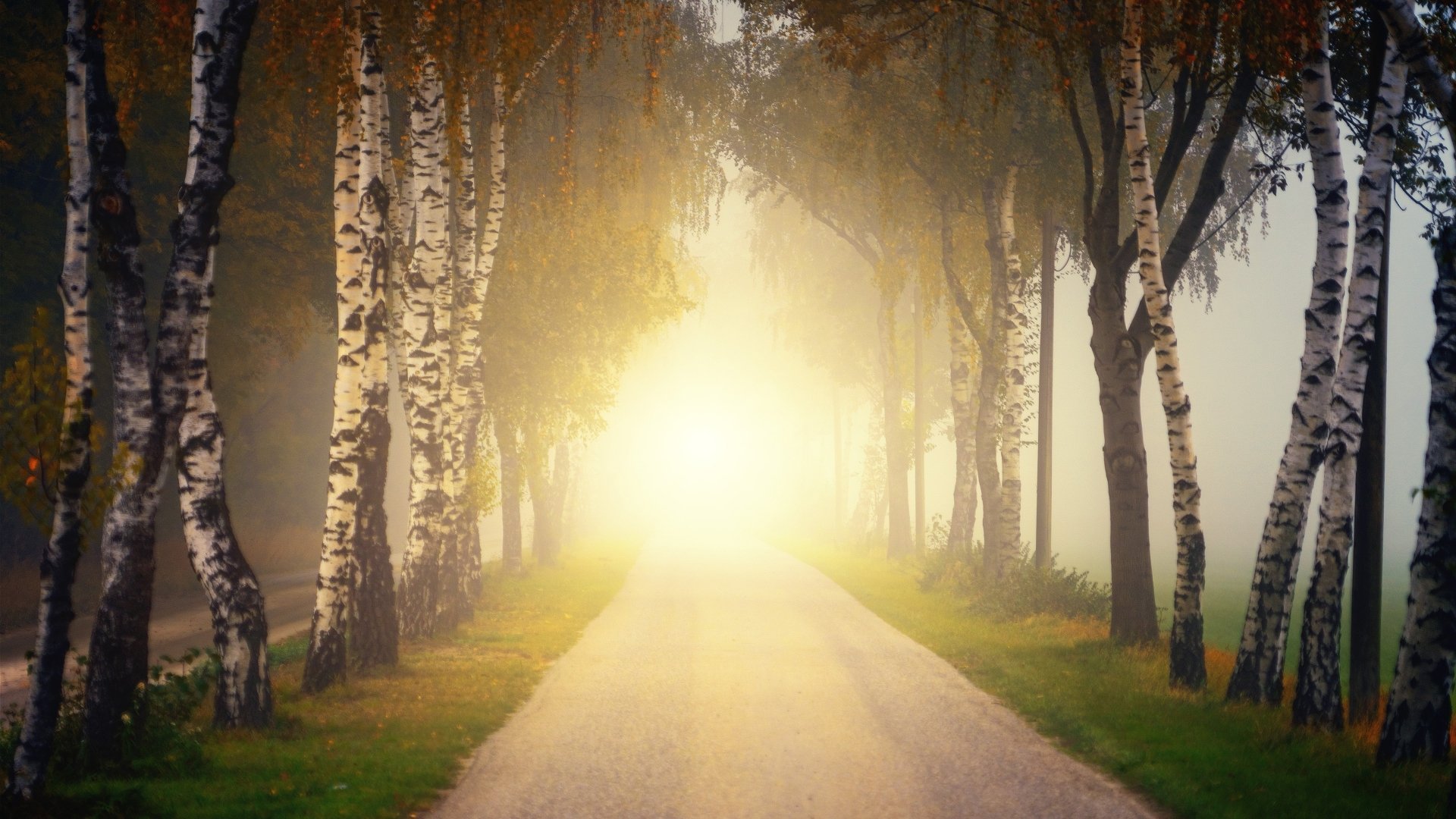 Download Birch Fog Fall Man Made Road 4k Ultra HD Wallpaper