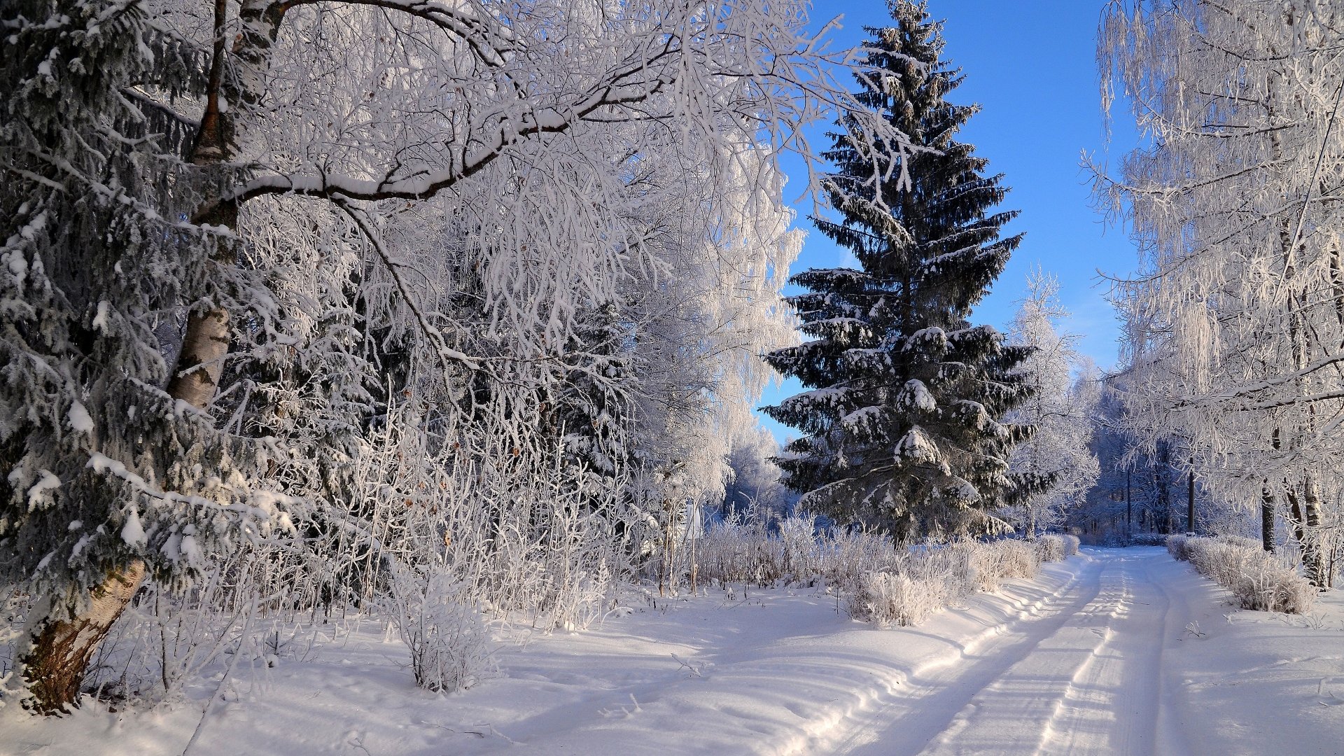 A man-made snow-covered path winds through a frost-laden spruce forest under a clear blue winter sky. This 4K Ultra HD desktop wallpaper captures serene natural beauty.