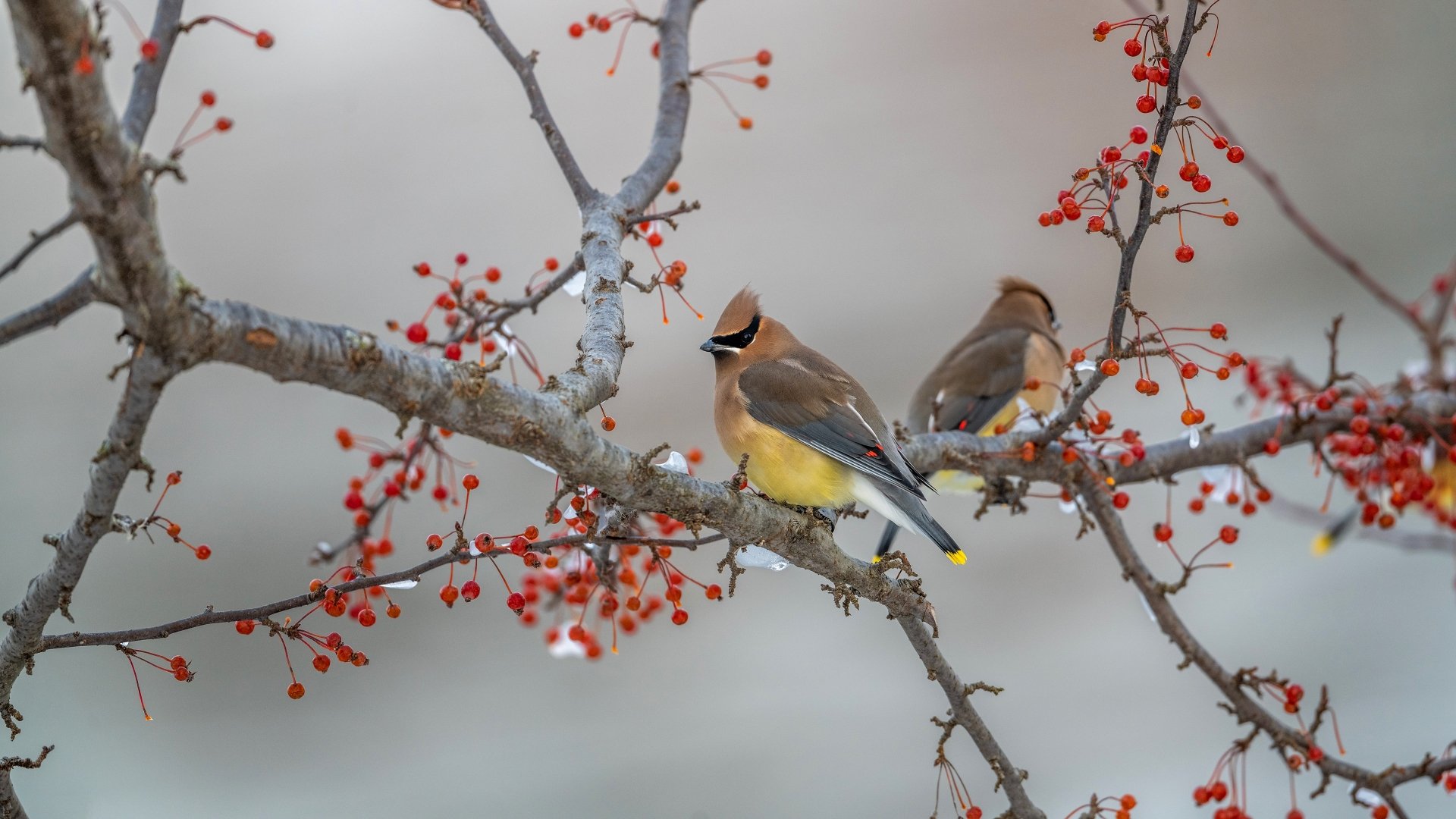 4K Ultra HD PC desktop wallpaper background: two waxwing birds (animal) perched on a berry-covered branch, bright red berries against a soft gray backdrop.