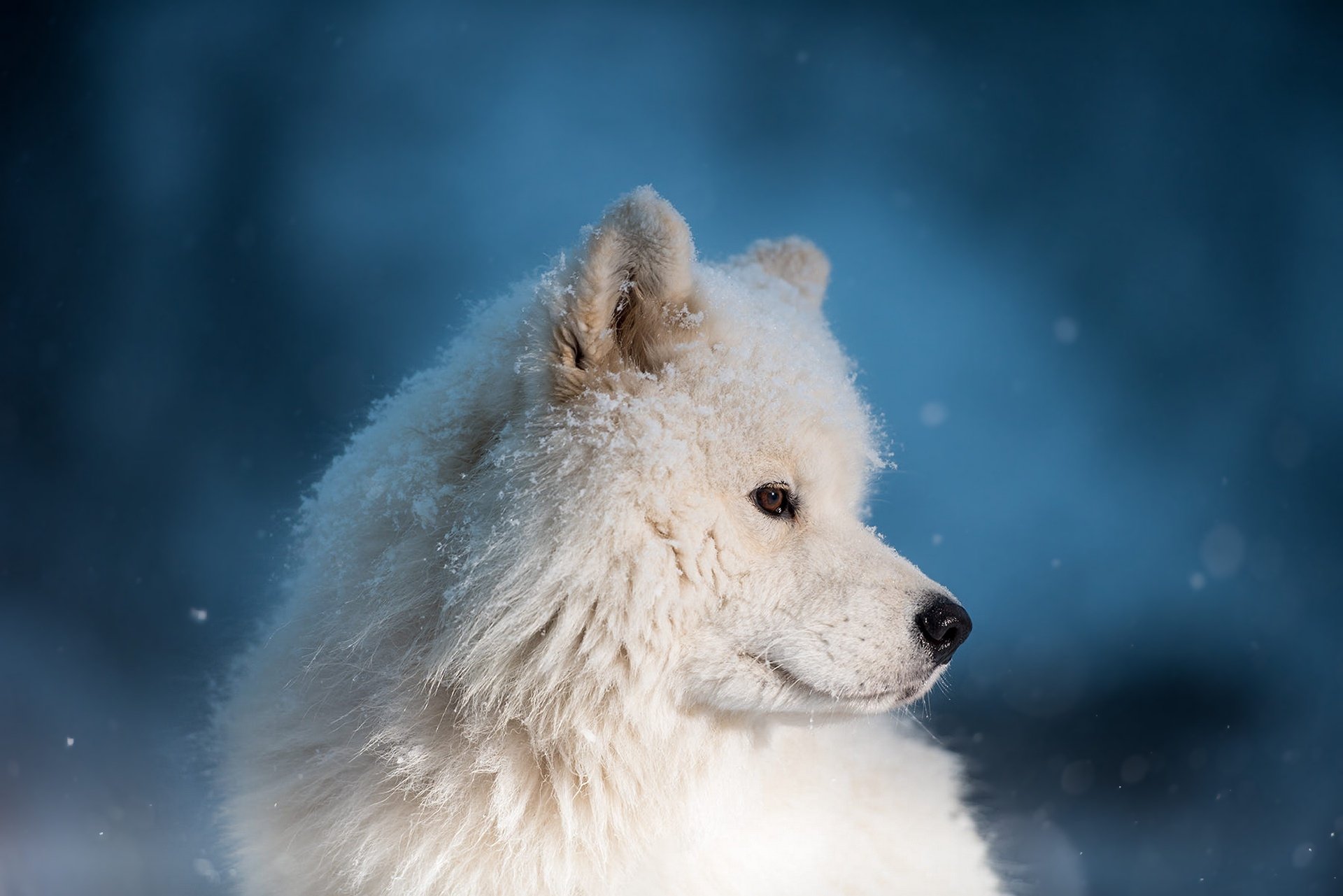 Download Dog Animal Samoyed HD Wallpaper