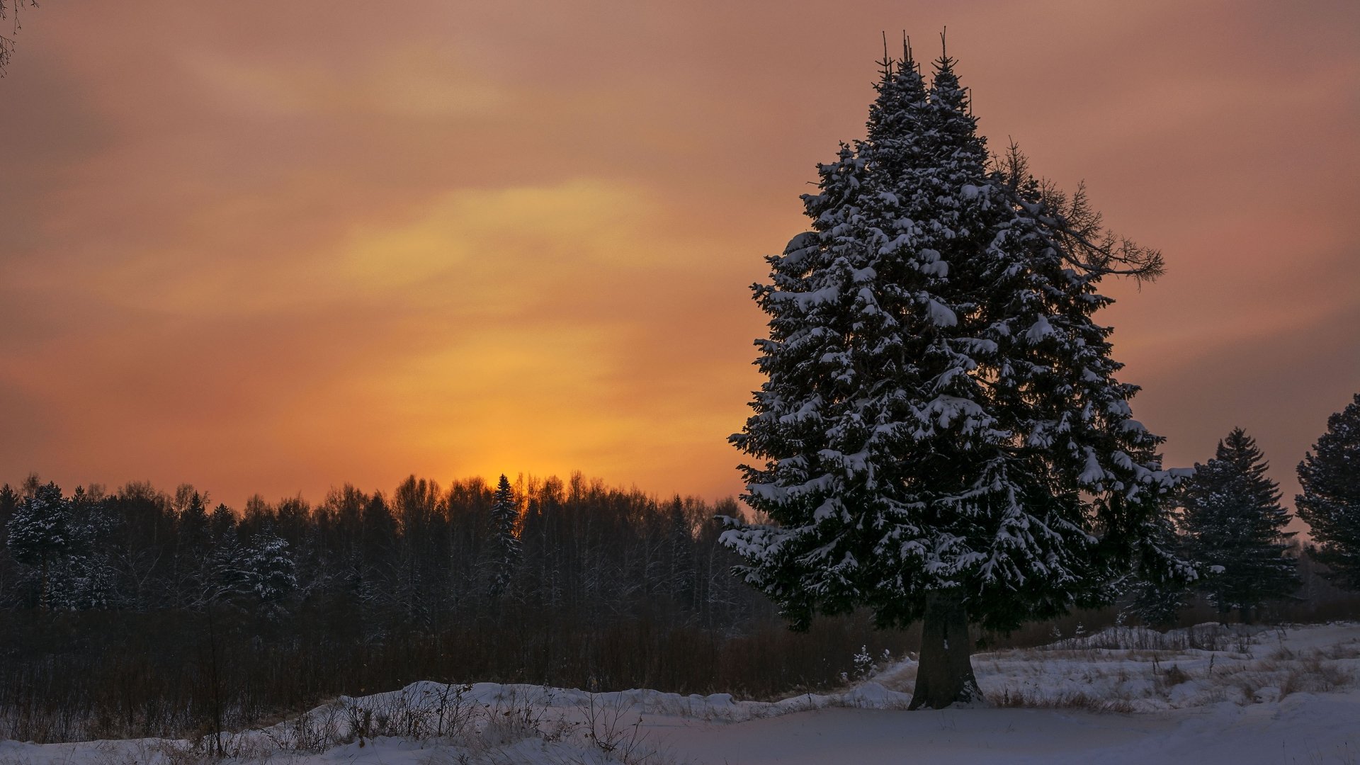 A snow-covered spruce tree stands alone in a winter landscape at evening, captured in 4K Ultra HD as a serene PC desktop wallpaper and background.