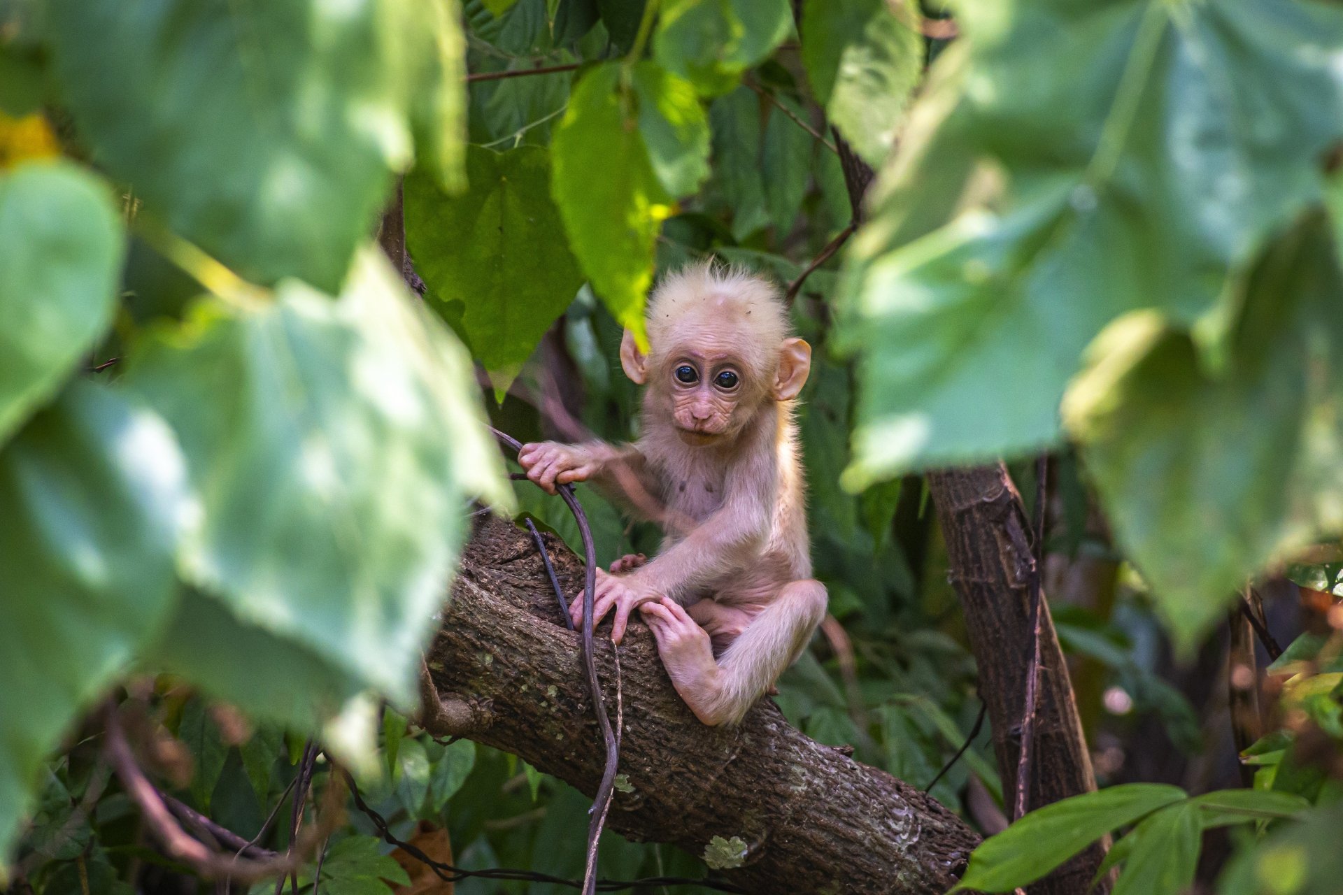 Download Monkey Baby Animal Animal Macaque 4k Ultra HD Wallpaper by Erik Karits