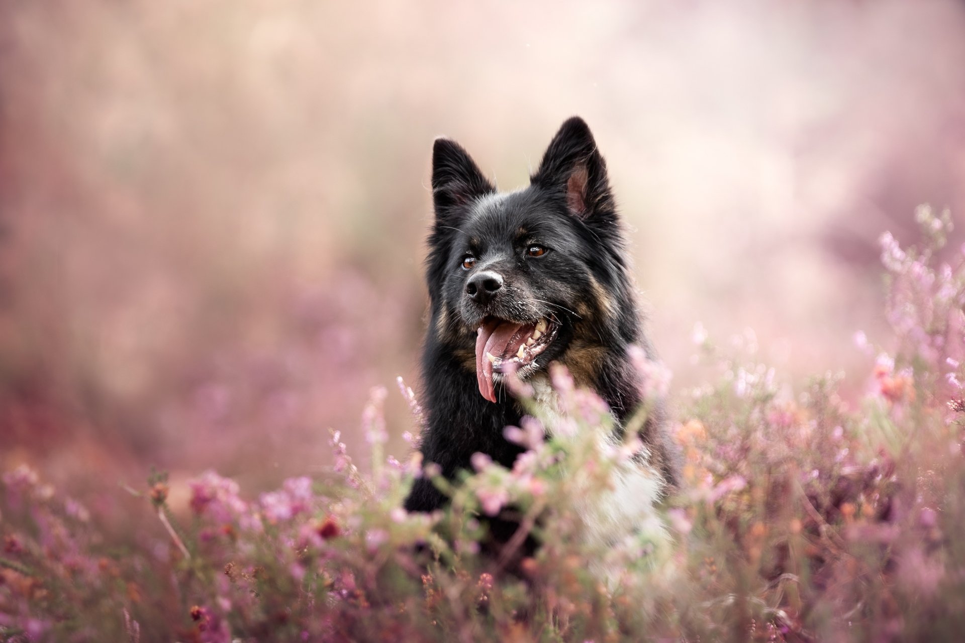 Download Heather Animal Dog HD Wallpaper