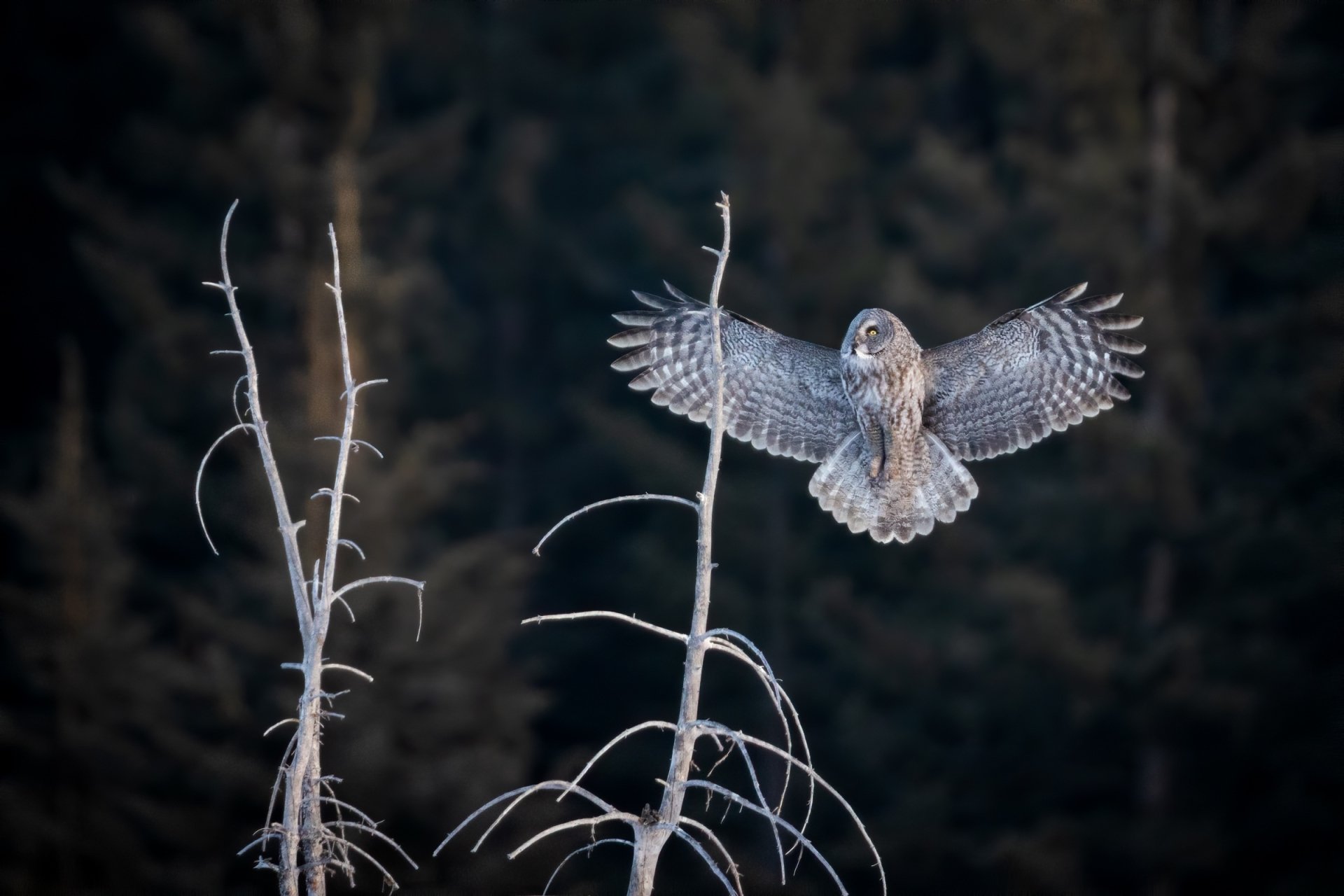 Download Flight Bird Tawny Owl Animal Owl HD Wallpaper