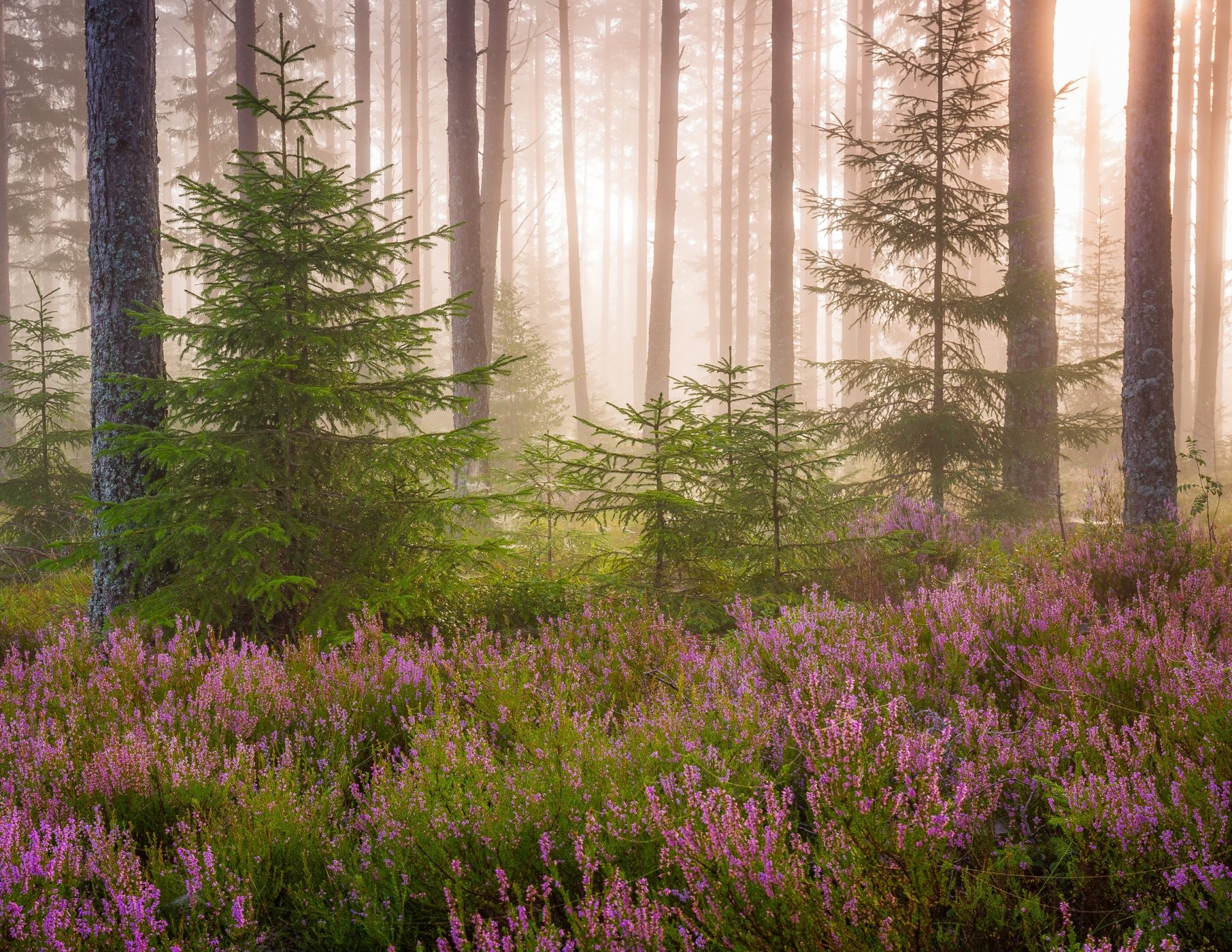 HD PC desktop wallpaper showing purple heather and flowers carpeting a misty forest beneath fir tree trunks, a serene nature scene.
