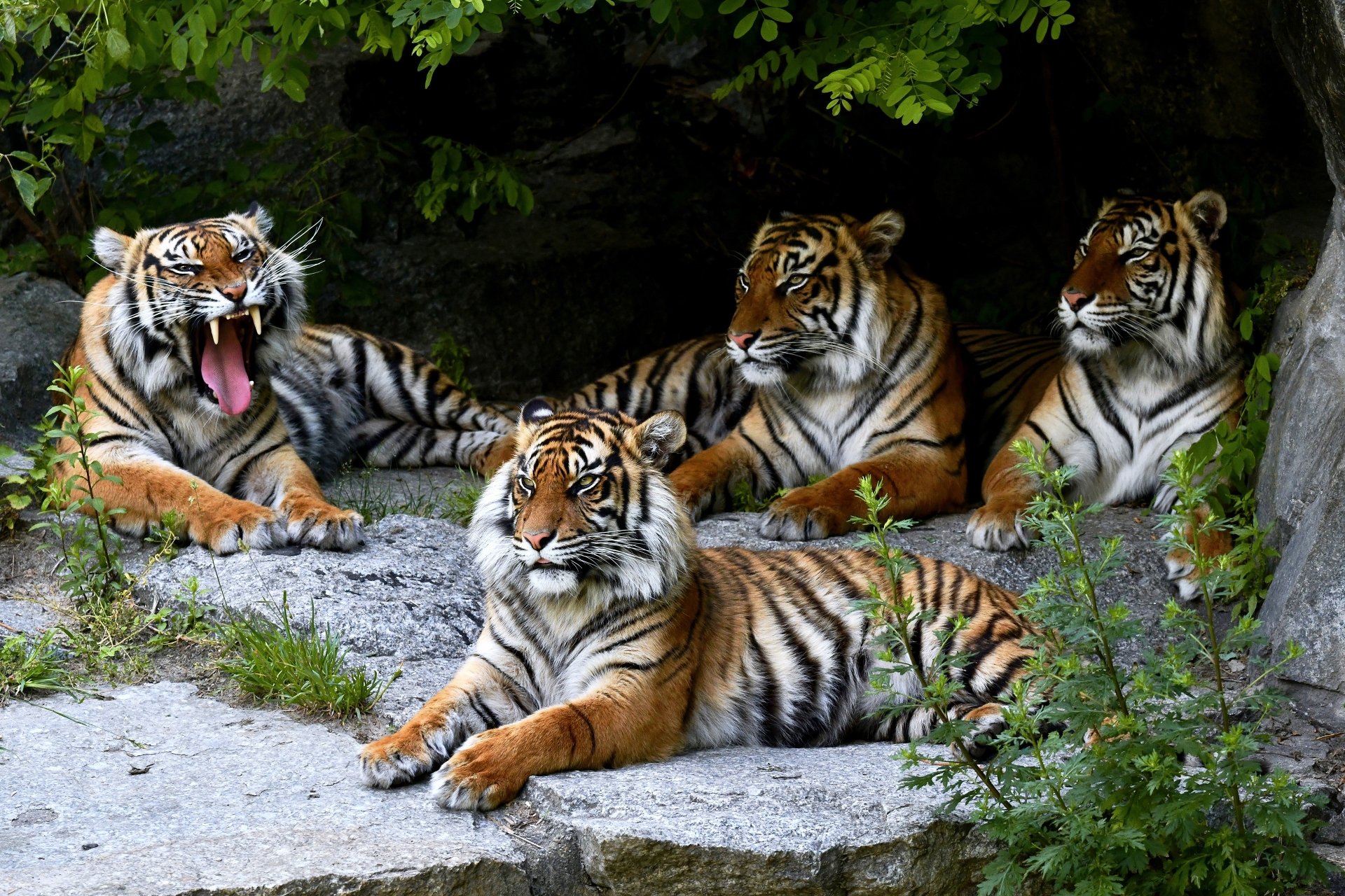 A group of four tigers resting on rocks under dense foliage, captured in vivid detail as a 4K Ultra HD PC desktop wallpaper background.