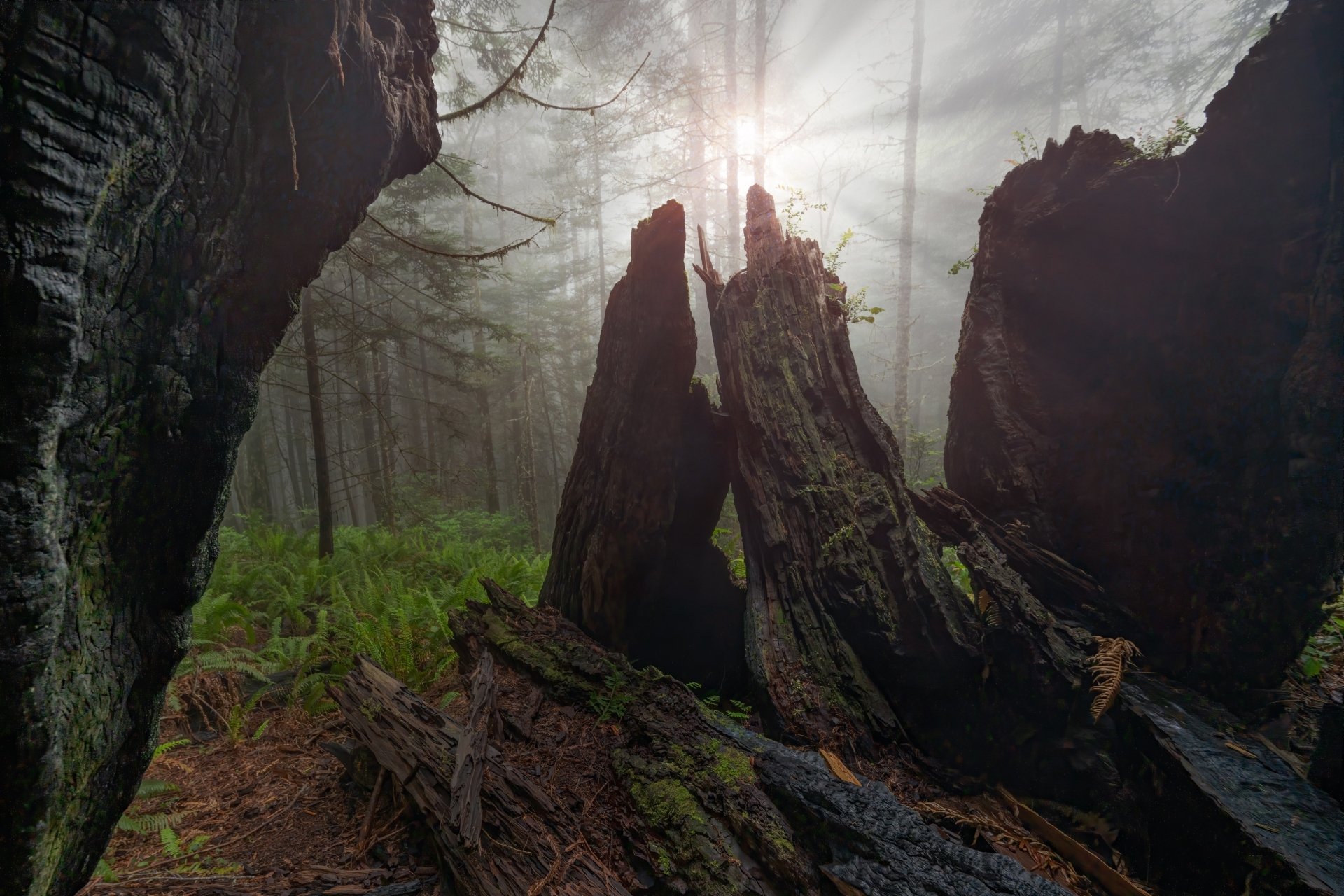 4K Ultra HD PC desktop wallpaper: foggy forest scene with sunbeams through ancient trees, mossy stump surrounded by ferns and misty nature.