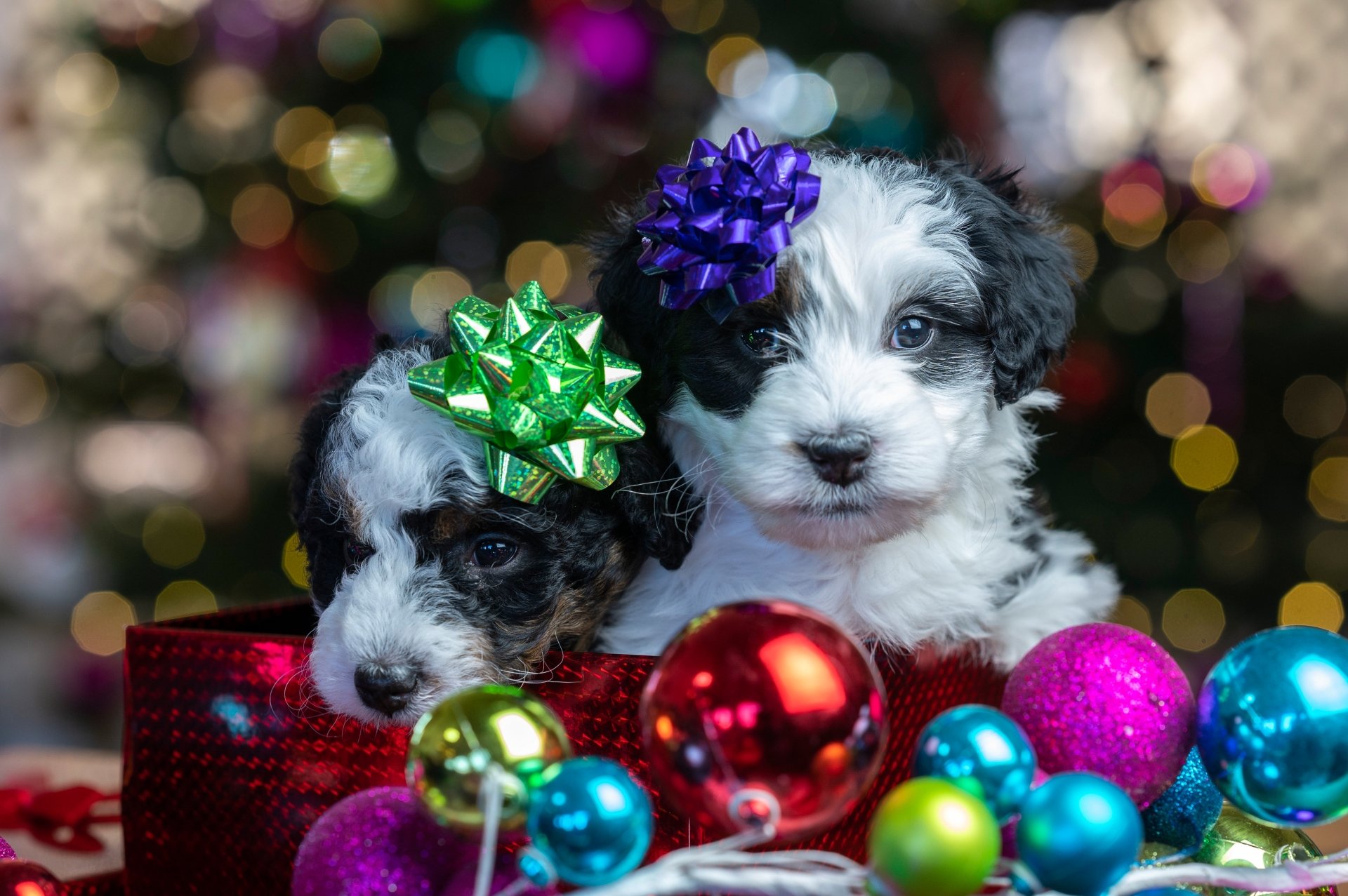 Download Christmas Baby Animal Dog Animal Puppy Christmas Dog 4k Ultra HD Wallpaper