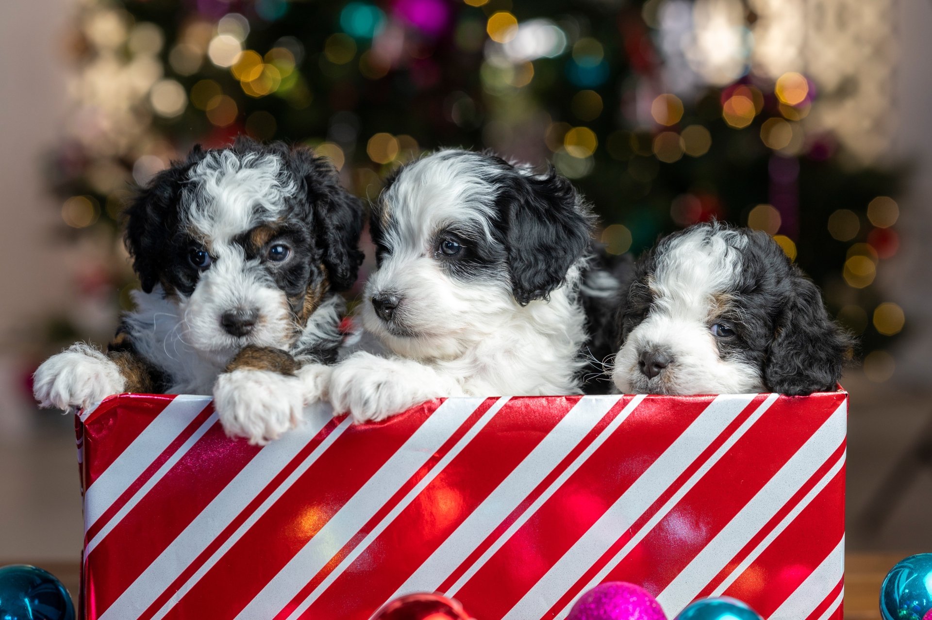 Download Christmas Baby Animal Dog Animal Puppy Christmas Dog 4k Ultra HD Wallpaper