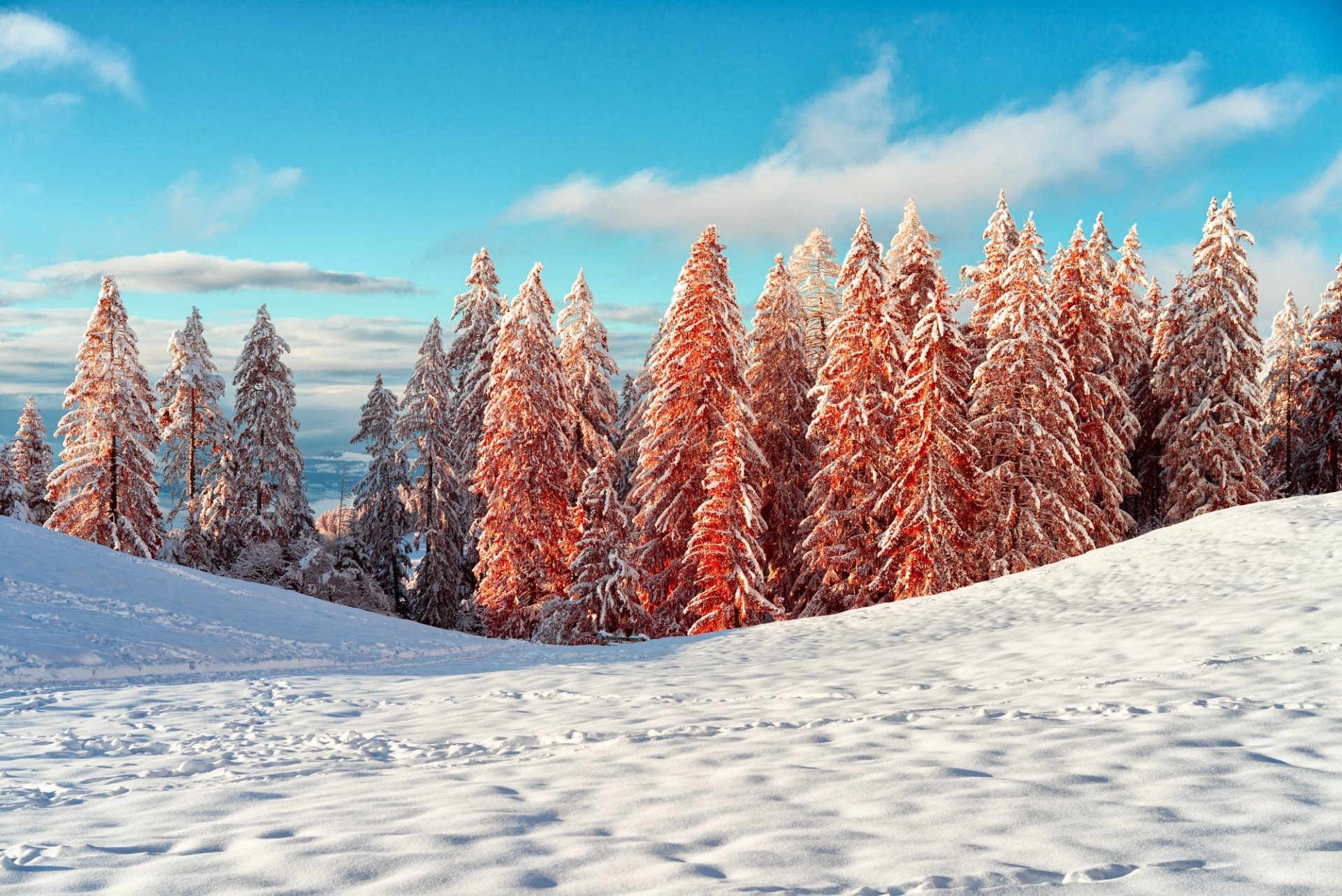Download Spruce Nature Snow Winter HD Wallpaper
