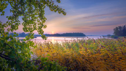 dawn reed river branch tree sun sky sunset lake nature fall landscape HD Desktop Wallpaper | Background Image