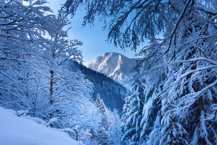 Snow-covered alpine trees frame a towering snowy mountain peak in the Austrian Alps under a clear blue sky, captured in stunning 4K Ultra HD.