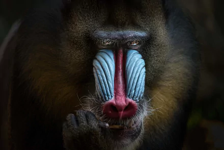 primate muzzle monkey Animal mandrill HD Desktop Wallpaper | Background Image