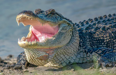 mouth Animal alligator HD Desktop Wallpaper | Background Image