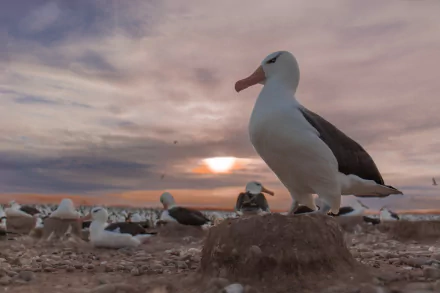 bird sunset Animal albatross HD Desktop Wallpaper | Background Image