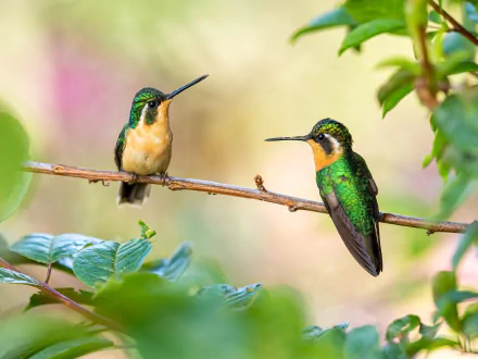bird Animal hummingbird HD Desktop Wallpaper | Background Image