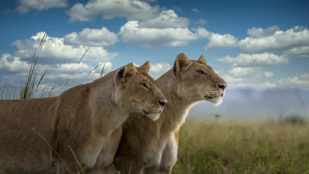 lioness Animal lion HD Desktop Wallpaper | Background Image