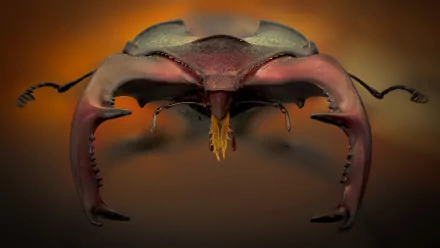 beatle beelte insect macro Animal beetle HD Desktop Wallpaper | Background Image