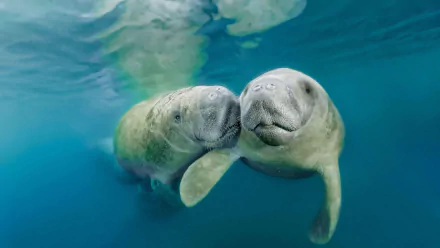 water mammal Animal manatee HD Desktop Wallpaper | Background Image