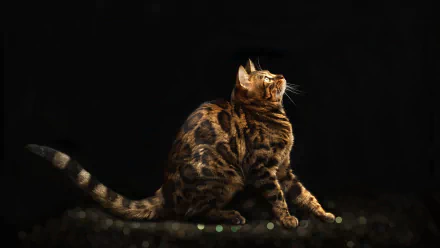 cat Animal bengal cat HD Desktop Wallpaper | Background Image