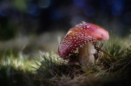 nature macro fly agaric mushroom HD Desktop Wallpaper | Background Image