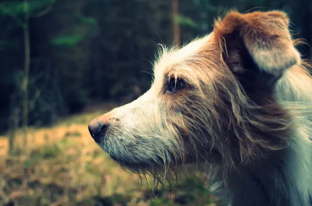 muzzle profile Animal dog HD Desktop Wallpaper | Background Image
