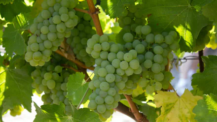 vine food grapes HD Desktop Wallpaper | Background Image