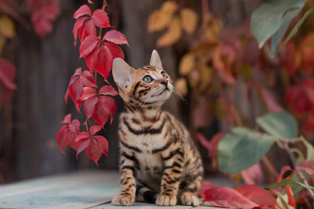 baby animal cat kitten leaf Animal bengal cat HD Desktop Wallpaper | Background Image