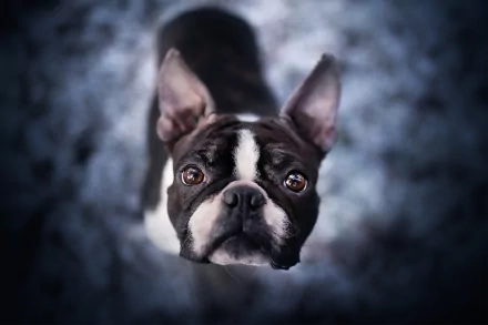 dog Animal Boston Terrier HD Desktop Wallpaper | Background Image